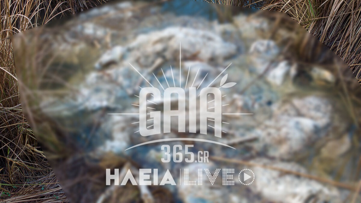 Συναγερμός στον Αλφειό με δεκάδες νεκρά πρόβατα σε σήψη: Απειλή για τη δημόσια υγεία