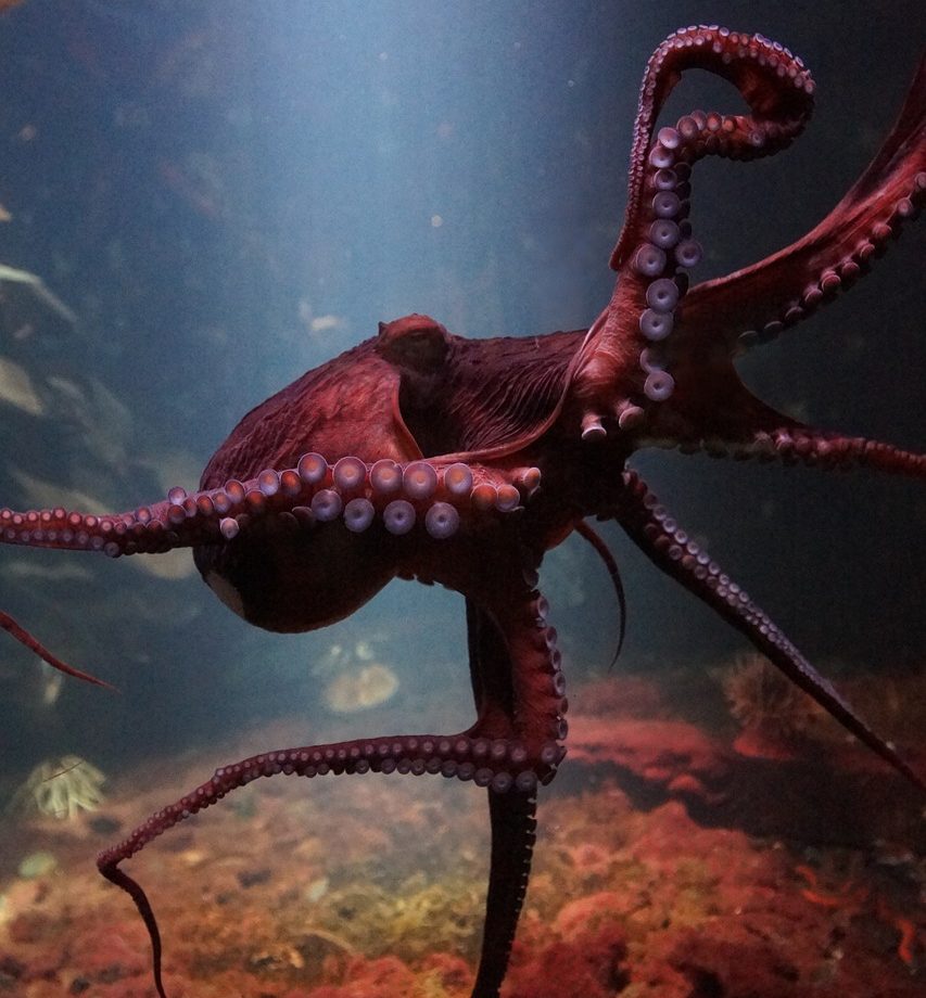 Πώς το 2025 αναδείχθηκε ως η «Χρονιά του χταποδιού» στη Βρετανία