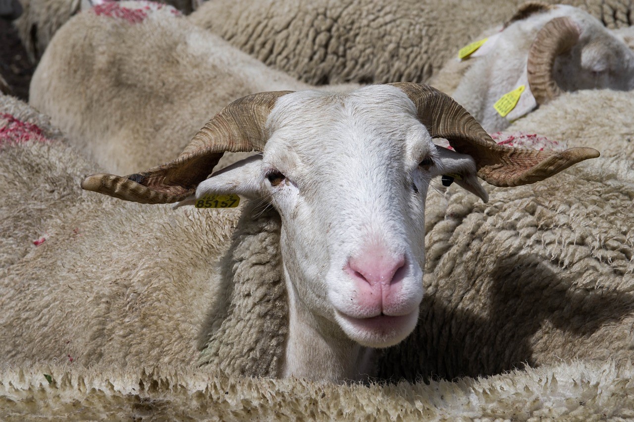 Απίστευτο βίντεο: Πρόβατα εισέβαλαν σε μίνι μάρκετ στη Γερμανία!