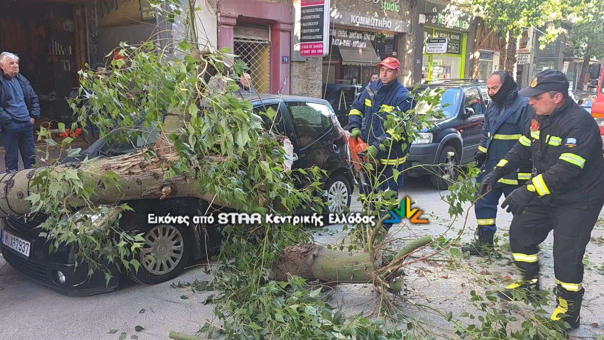 Πτώση δένδρου στο κέντρο της Λαμίας