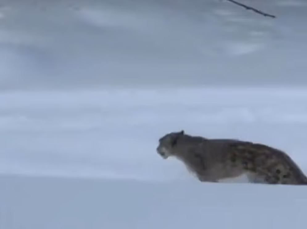 Σοκαριστικό βίντεο: Χιονισμένη λεοπάρδαλη επιτίθεται σε σκιέρ στην Κίνα – Επιχείρησε να τραβήξει selfie μαζί της