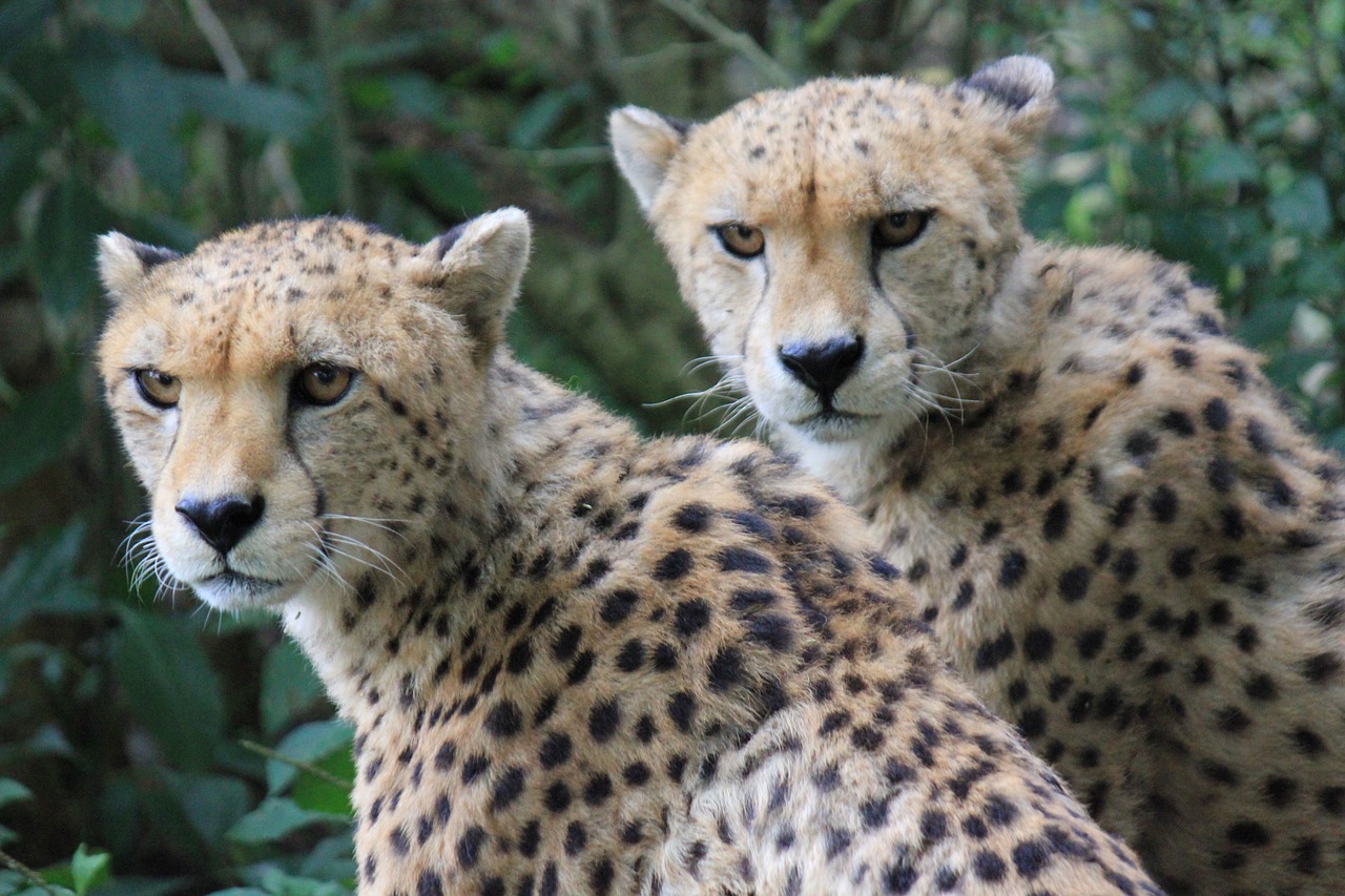 Ερευνητές εντόπισαν τσιτάχ μουμιοποιημένα σε σπήλαια της Αραβικής Χερσονήσου