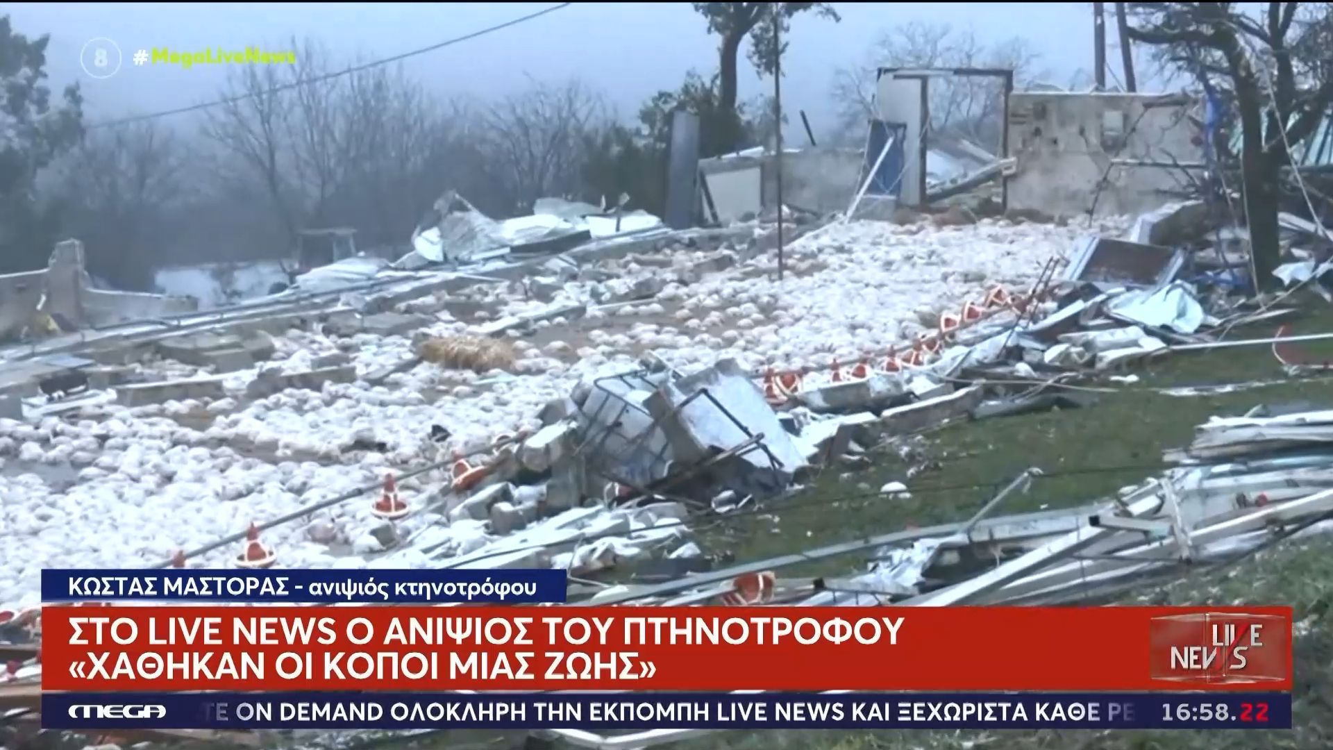 Νεκρά 40.000 κοτόπουλα – Συντετριμμένος ο ανιψιός του πτηνοτρόφου: «Αν δεν γίνει κάτι από την κυβέρνηση, θα βάλω φωτιά στο Καλπάκι»