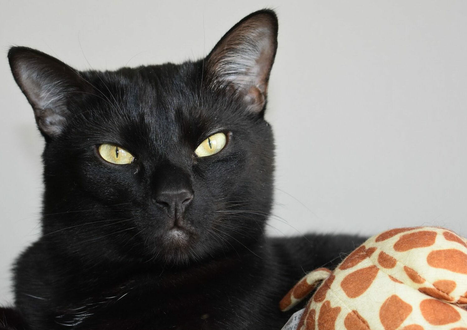 Γιατί οι μαύρες γάτες θεωρούνται σύμβολα «γρουσουζιάς» και «κακού»