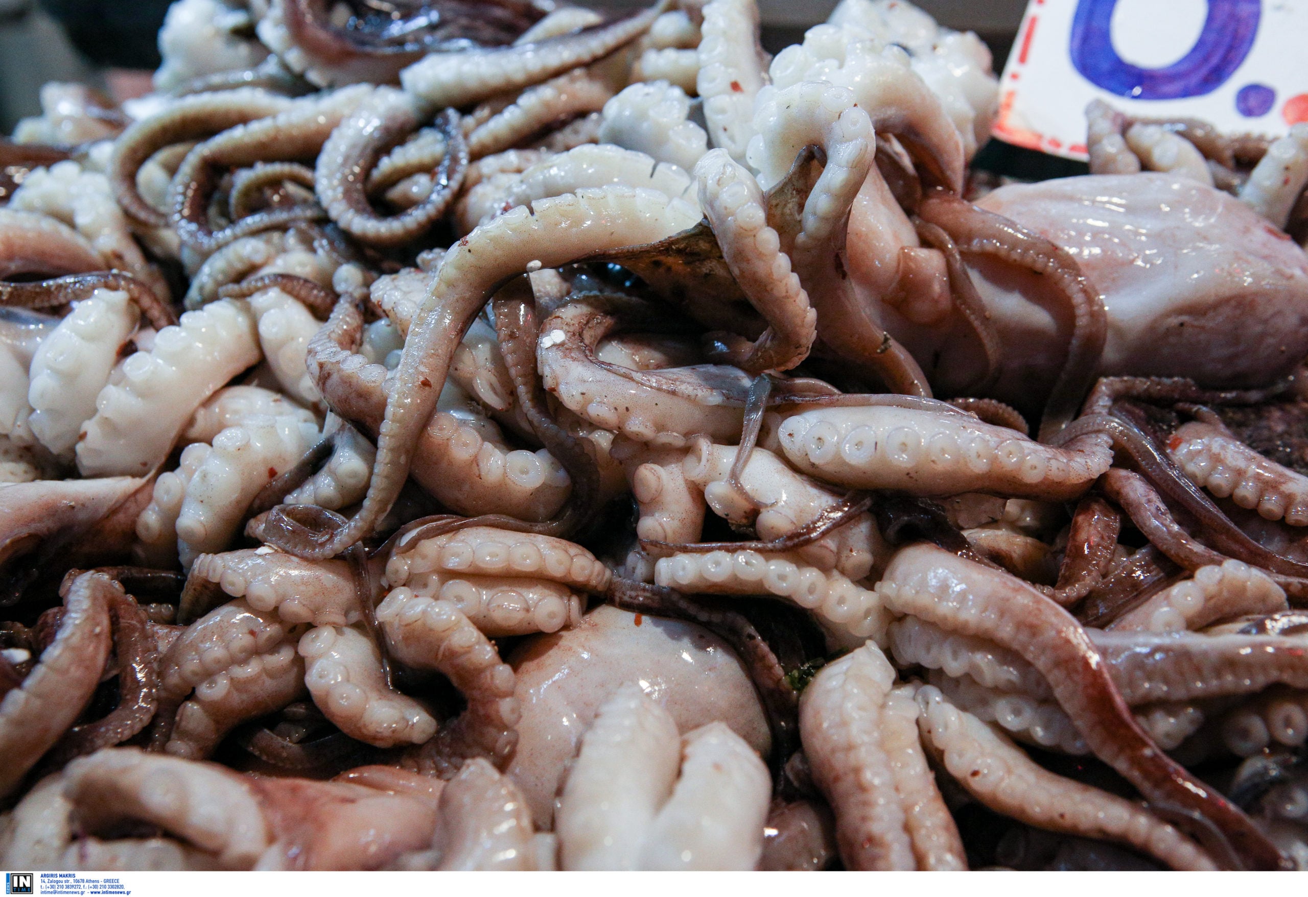 Καθαρά Δευτέρα: Πόσο κοστίζει η λαγάνα – Ακριβές τιμές στα θαλασσινά