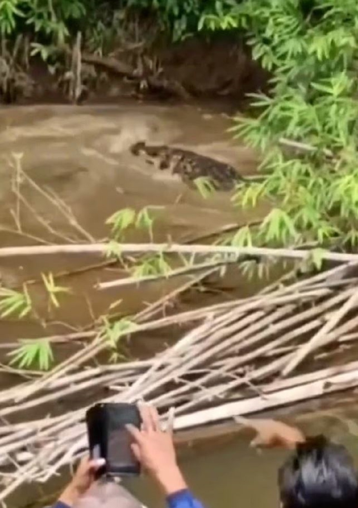 Ινδονησία: Φονική επίθεση κροκόδειλου – Γυναίκα χάνει τη ζωή της ενώ μάζευε όστρακα 2 Ινδονησία: Φονική επίθεση κροκόδειλου – Γυναίκα χάνει τη ζωή της ενώ μάζευε όστρακα