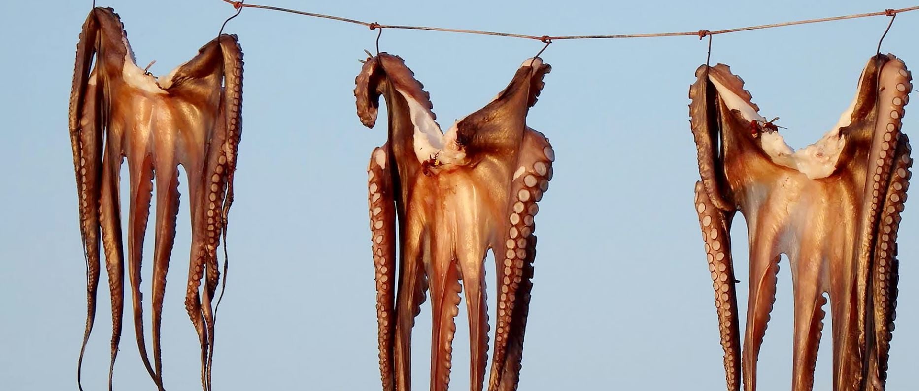 Home 56 Καθαρά Δευτέρα: Οι 3 παράγοντες που επηρεάζουν τις τιμές των θαλασσινών – Πότε θα λειτουργεί η Βαρβάκειος Αγορά