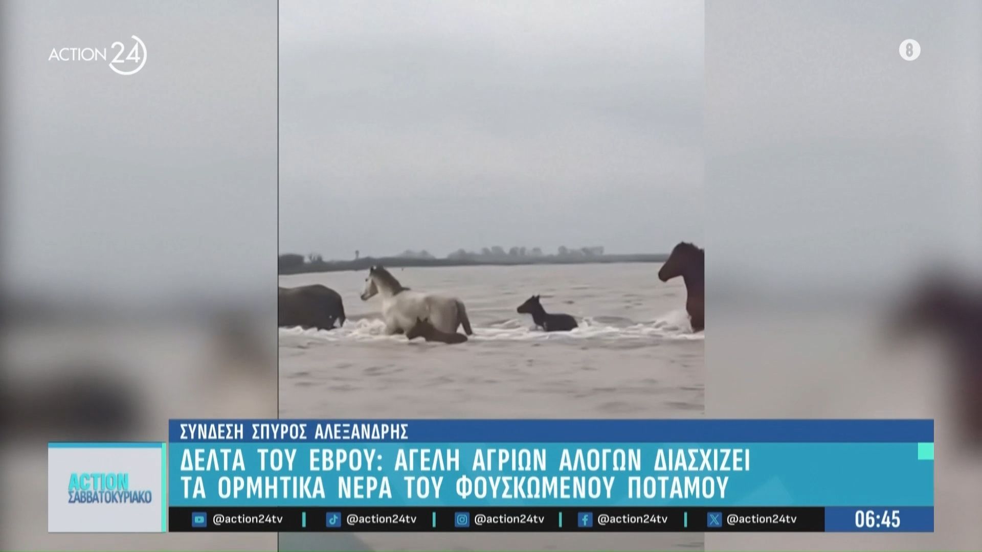 Home 64 Αγέλη άγριων αλόγων στο Δέλτα του Έβρου διασχίζει τρέχοντας τον ποταμό