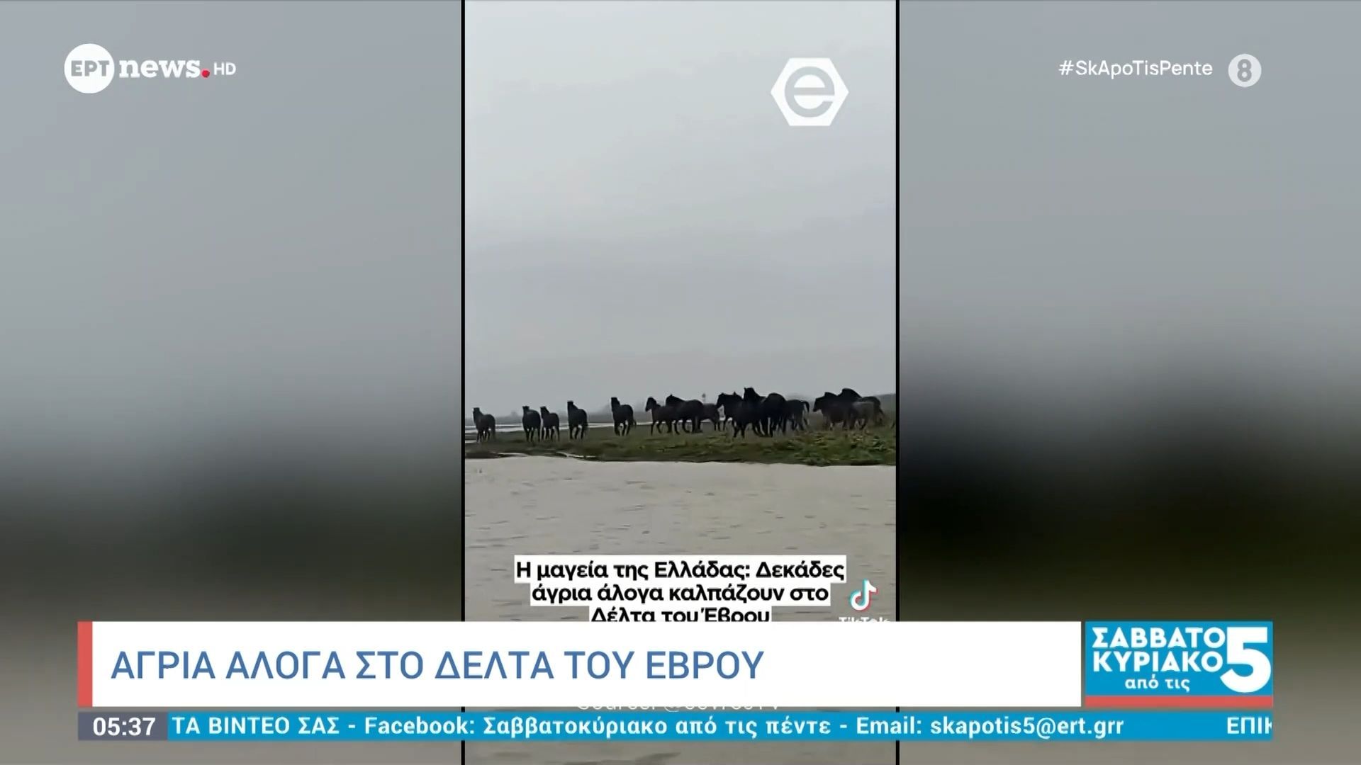 Άγρια άλογα στο Δέλτα του Έβρου