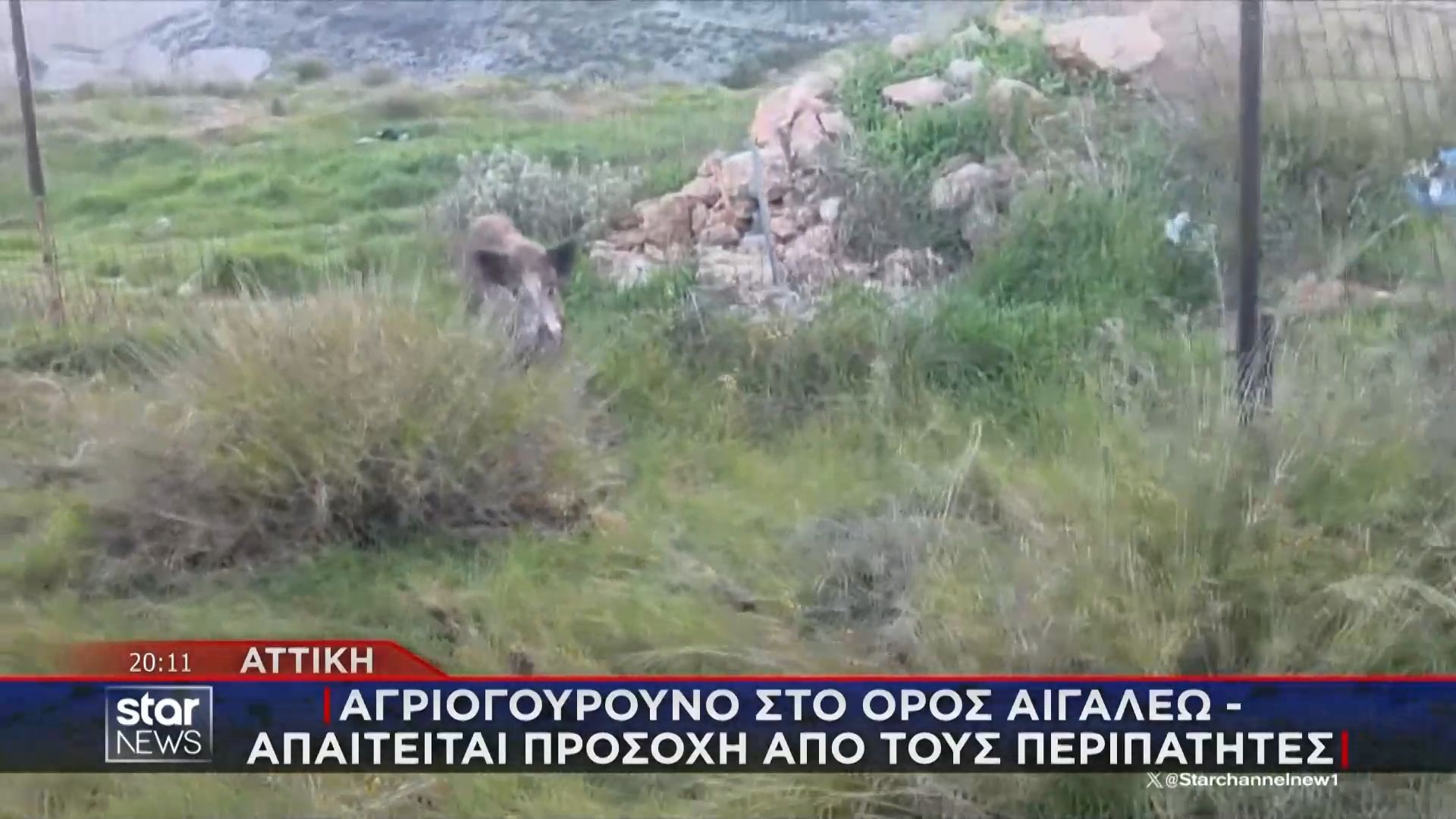 Αγριογούρουνο βρέθηκε στο όρος Αιγάλεω – Απαιτείται προσοχή από τους περιπατητές