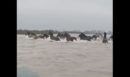 Εντυπωσιακό βίντεο από το Δέλτα του Έβρου: Αγέλη άγριων αλόγων διασχίζει τα ορμητικά νερά του ποταμού