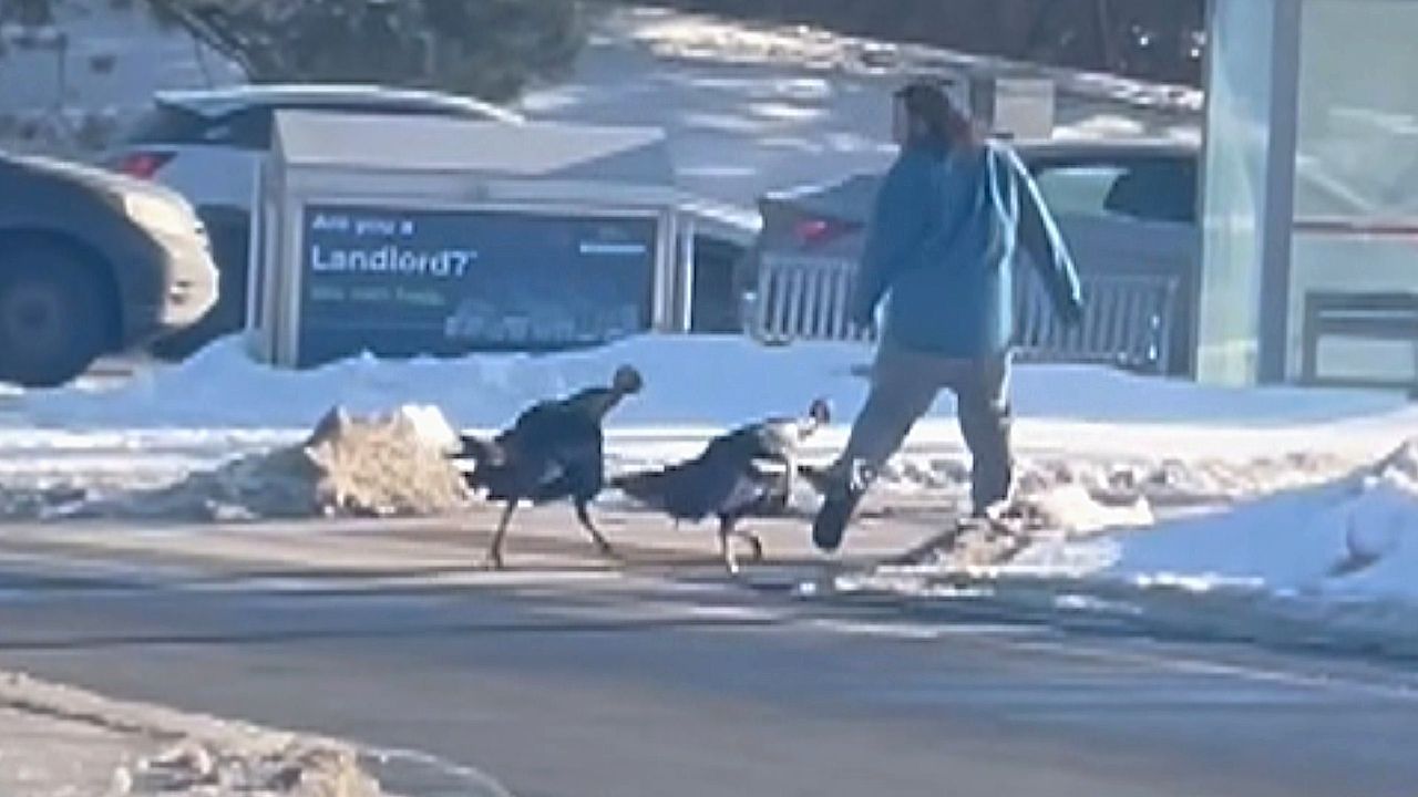 Άνδρας ορμά μέσα σε ξένο αυτοκίνητο για να σωθεί από γαλοπούλες