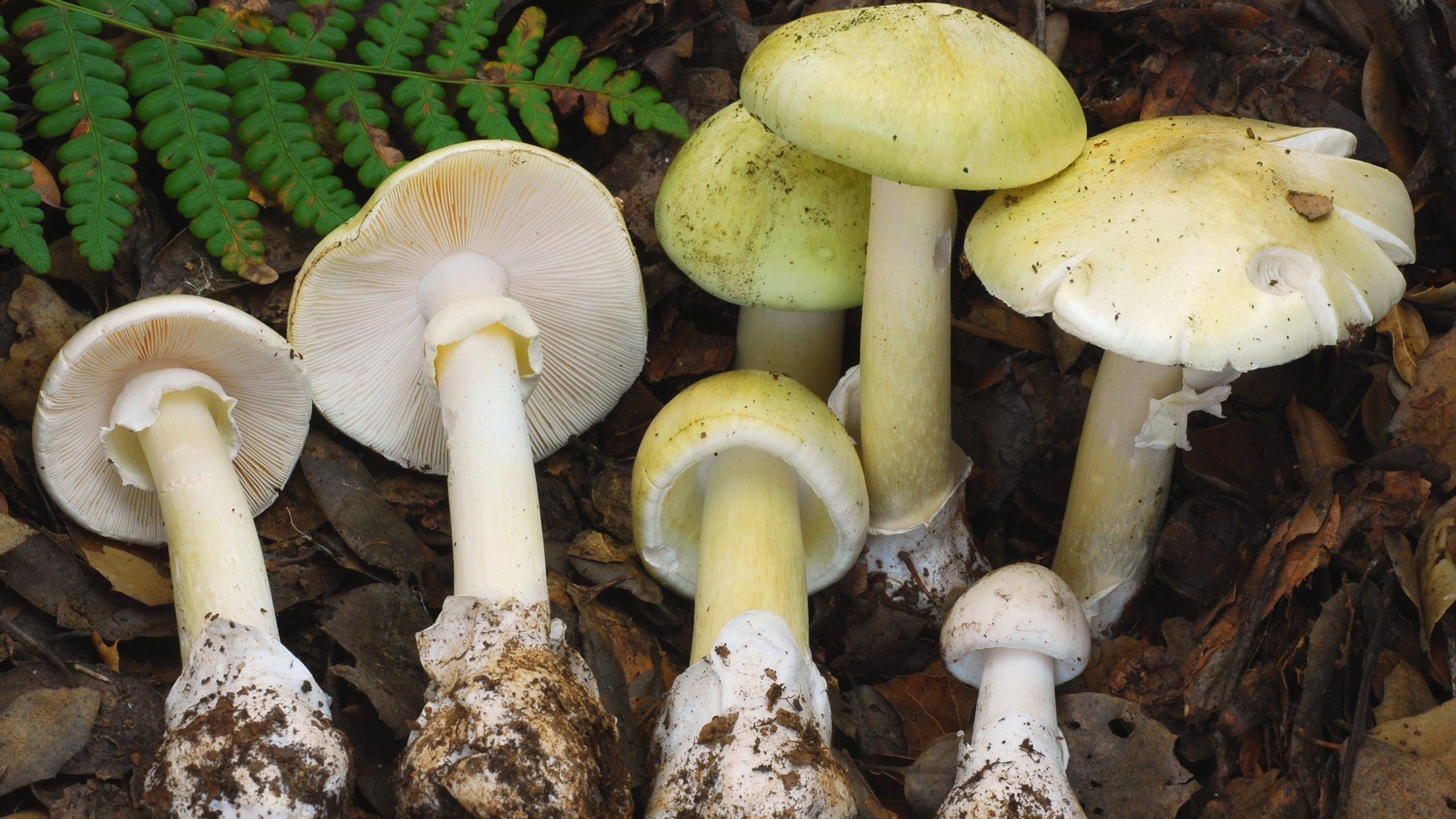 Καλιφόρνια: Τέσσερις νεκροί από κατανάλωση τοξικών μανιταριών – Οι ειδικοί κρούουν τον κώδωνα για την επικίνδυνη εξάπλωση του θανατίτη