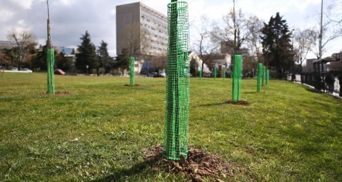 ΑΠΘ: 500 δέντρα φυτεύτηκαν στο campus, στη μνήμη φοιτητών που χάθηκαν στα Τέμπη