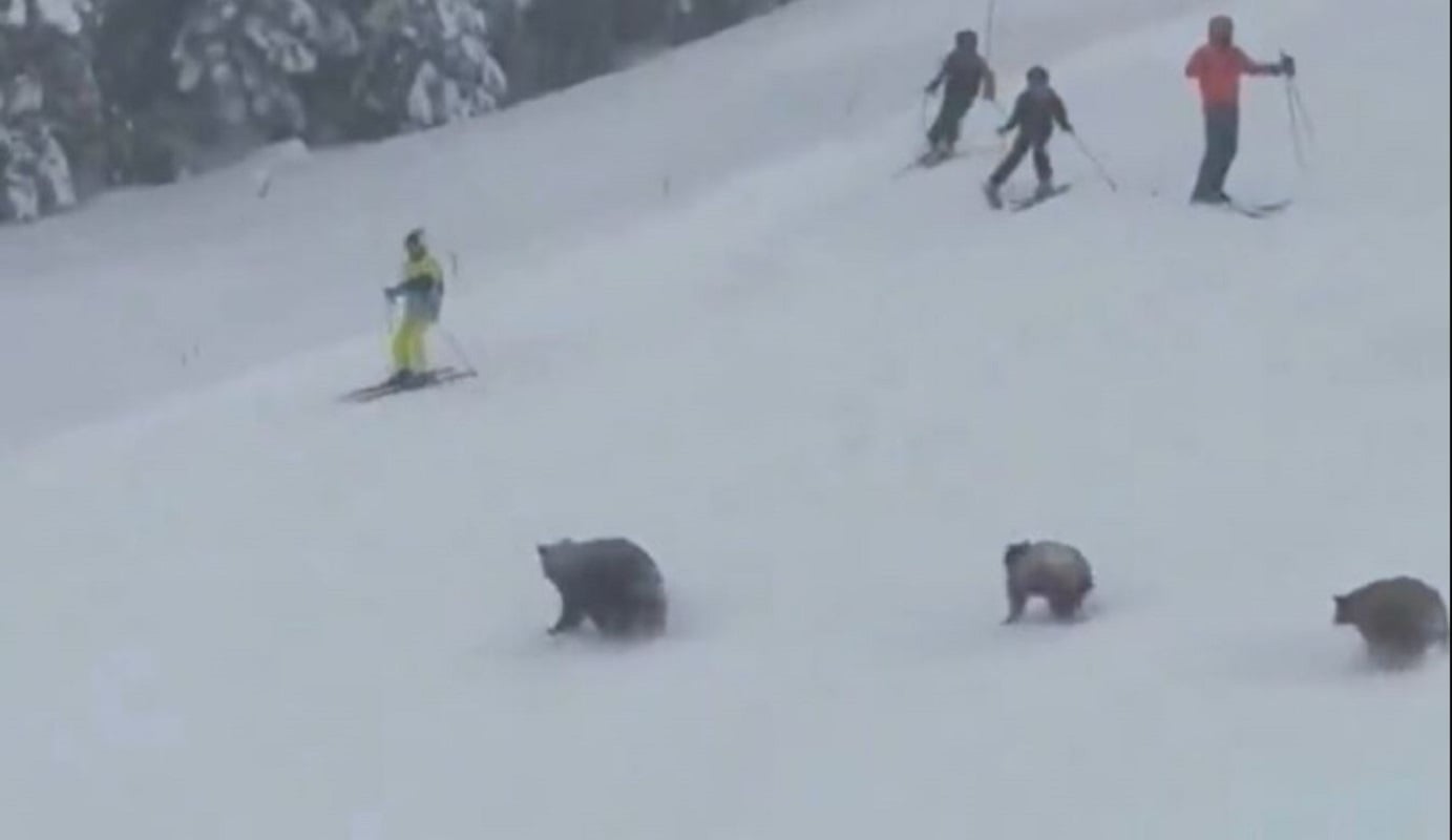 Βίντεο: Αρκούδες αναστατώνουν σκιέρ στη Λίμνη Τάχο