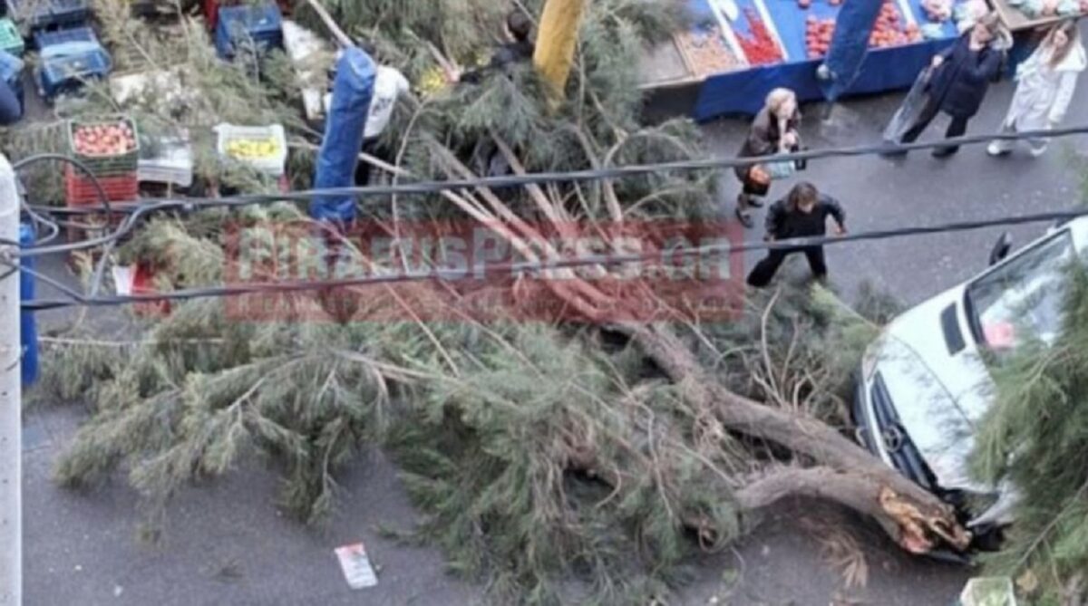 Δέντρο κατέρρευσε σε λαϊκή αγορά στον Πειραιά – Χωρίς τραυματίες