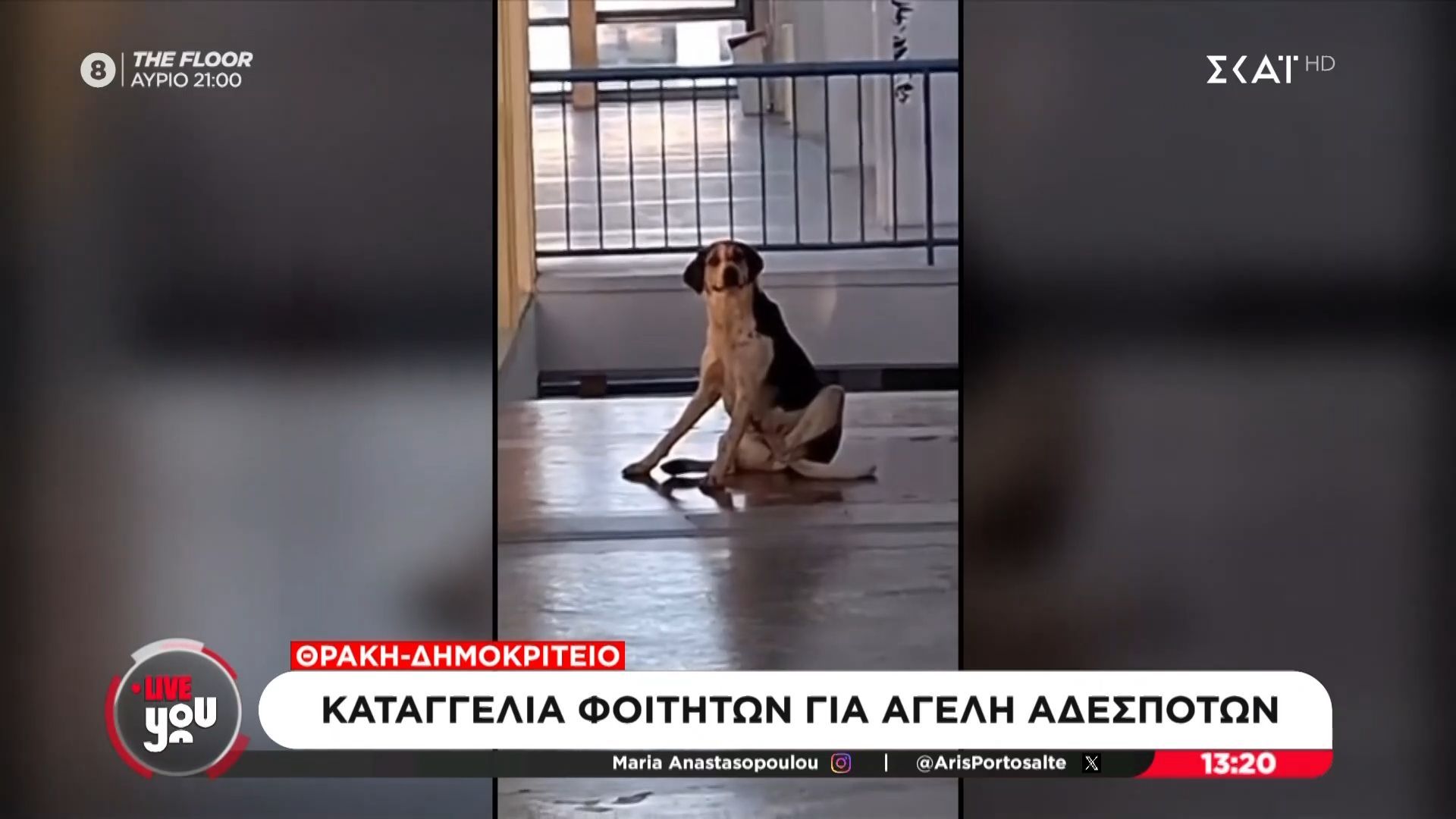 Δημοκρίτειο – Θράκη: Καταγγελία φοιτητών για αγέλη σκύλων