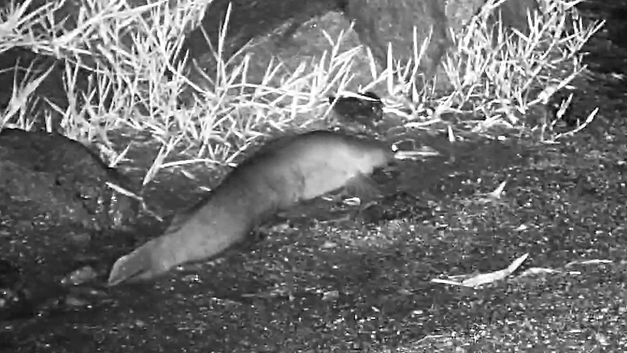 Home 58 Γατόψαρο απαθανατίζεται να “περπατά” στην στεριά!