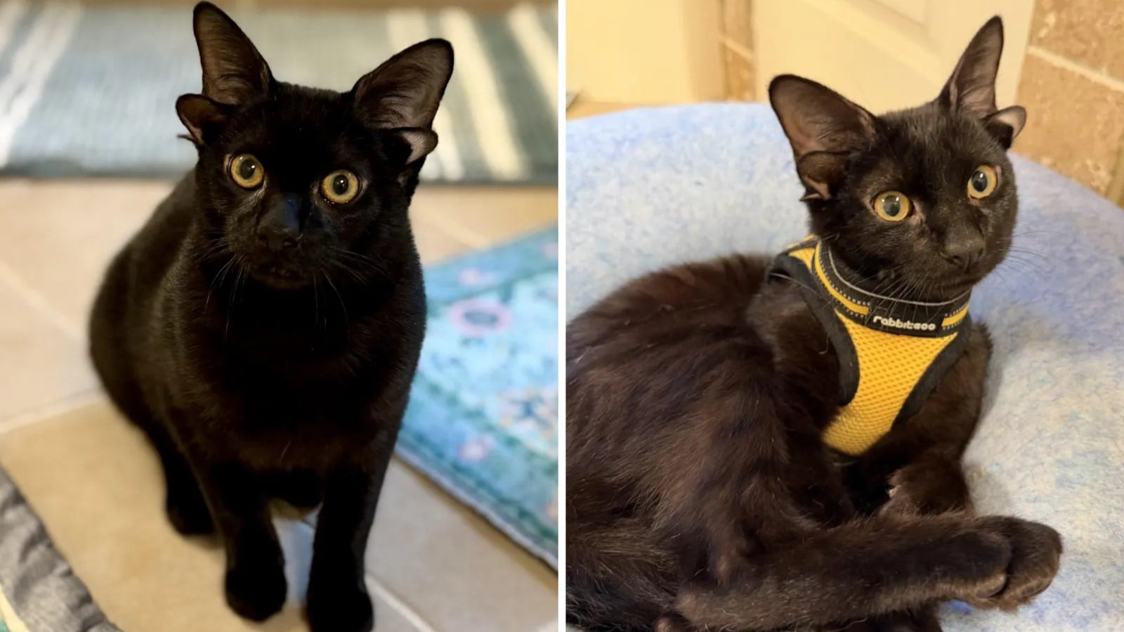 Dobby: Το γατάκι με τα τέσσερα αυτιά που «μάγεψε» τα social media – Η μοναδική γενετική μετάλλαξη