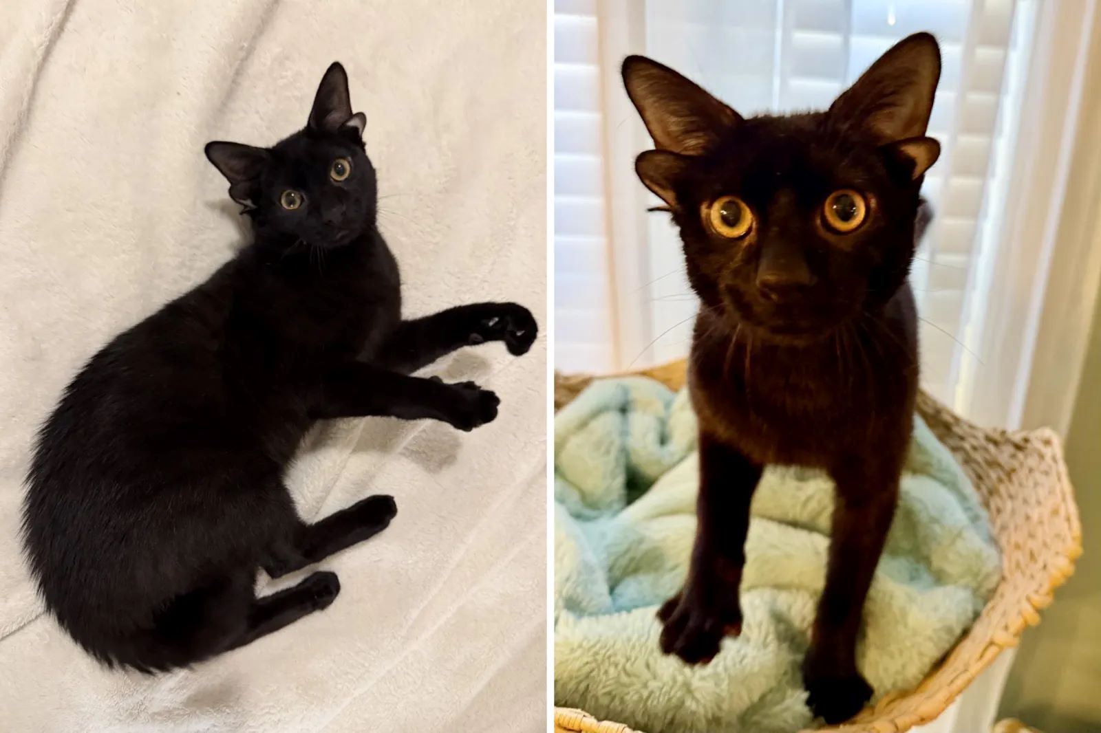 Dobby: Το γατάκι με τα τέσσερα αυτιά που «μάγεψε» τα social media – Η μοναδική γενετική μετάλλαξη 4 Dobby: Το γατάκι με τα τέσσερα αυτιά που «μάγεψε» τα social media – Η μοναδική γενετική μετάλλαξη