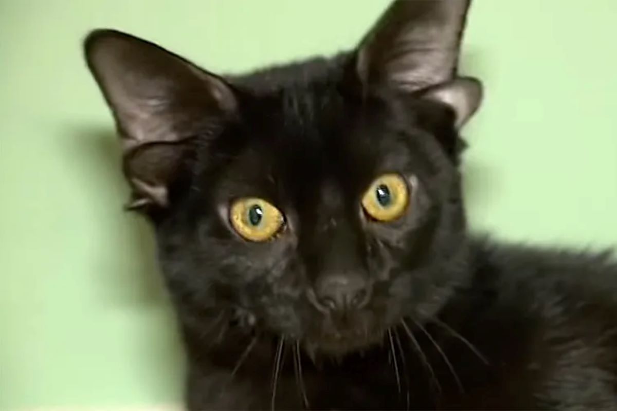 Dobby: Το γατάκι με τα τέσσερα αυτιά που «μάγεψε» τα social media – Η μοναδική γενετική μετάλλαξη 3 Ντόμπι γάτα γατάκι τέσσερα αυτιά