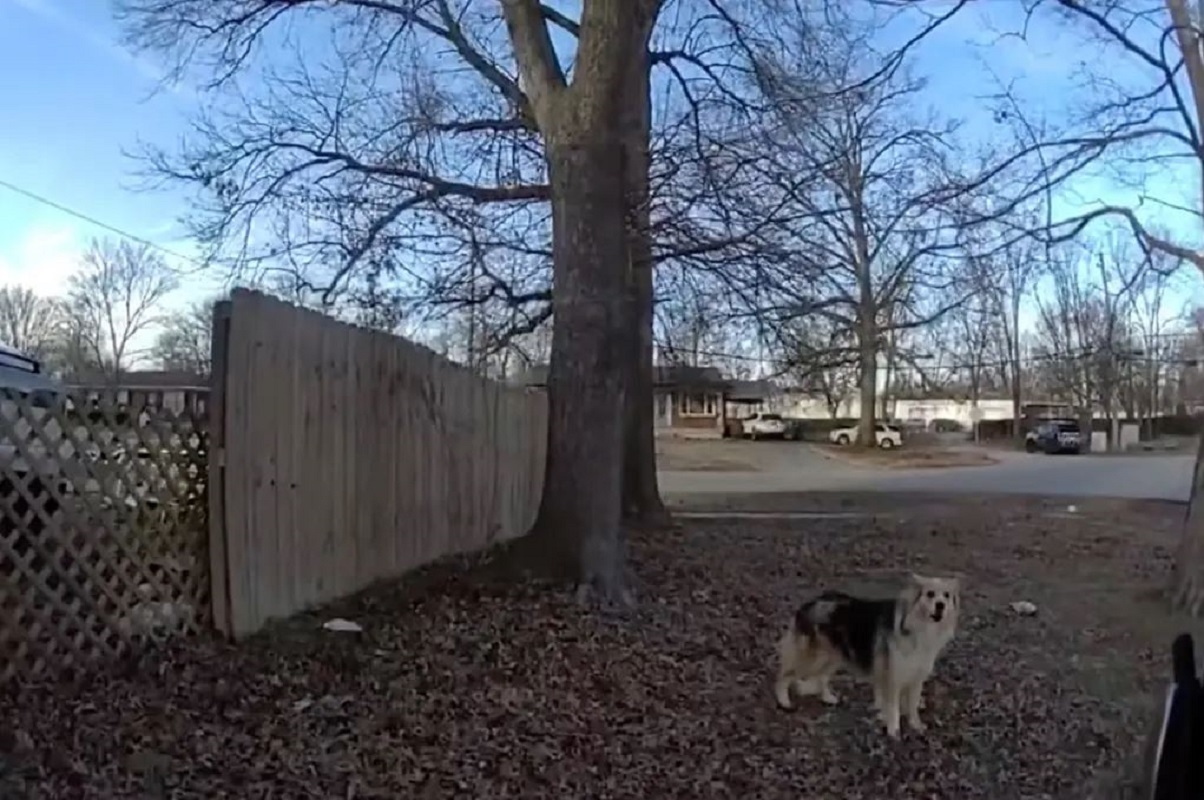 Ήρωας σκύλος καθοδήγησε την αστυνομία σε χαμένο αγοράκι 3 ετών – «Η Λάσι το ανακάλυψε»