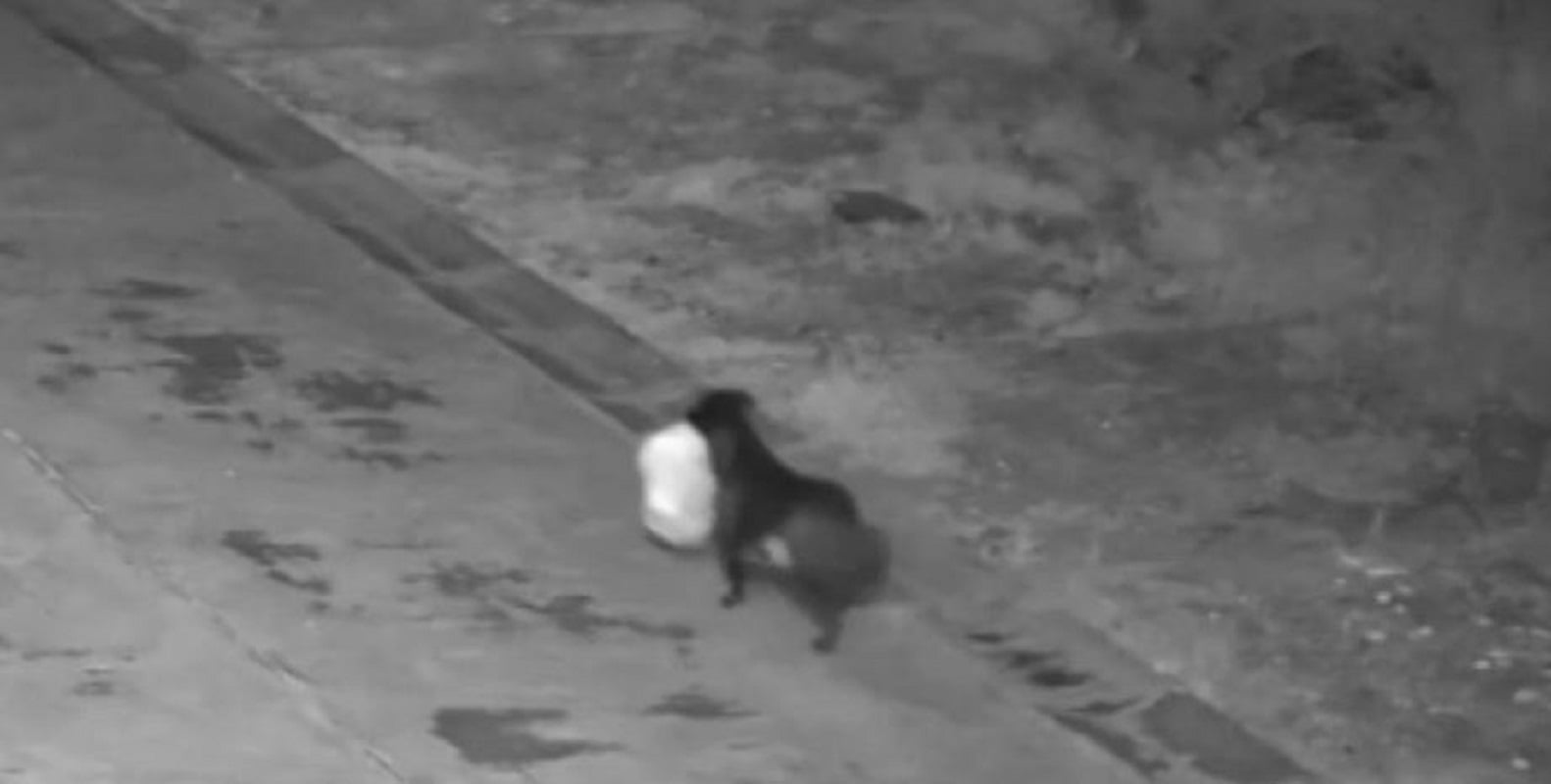 Σικελία: Άνδρας δίδαξε τον σκύλο του να ρίχνει σκουπίδια στον δρόμο για να γλιτώσει πρόστιμο – ΒΙΝΤΕΟ