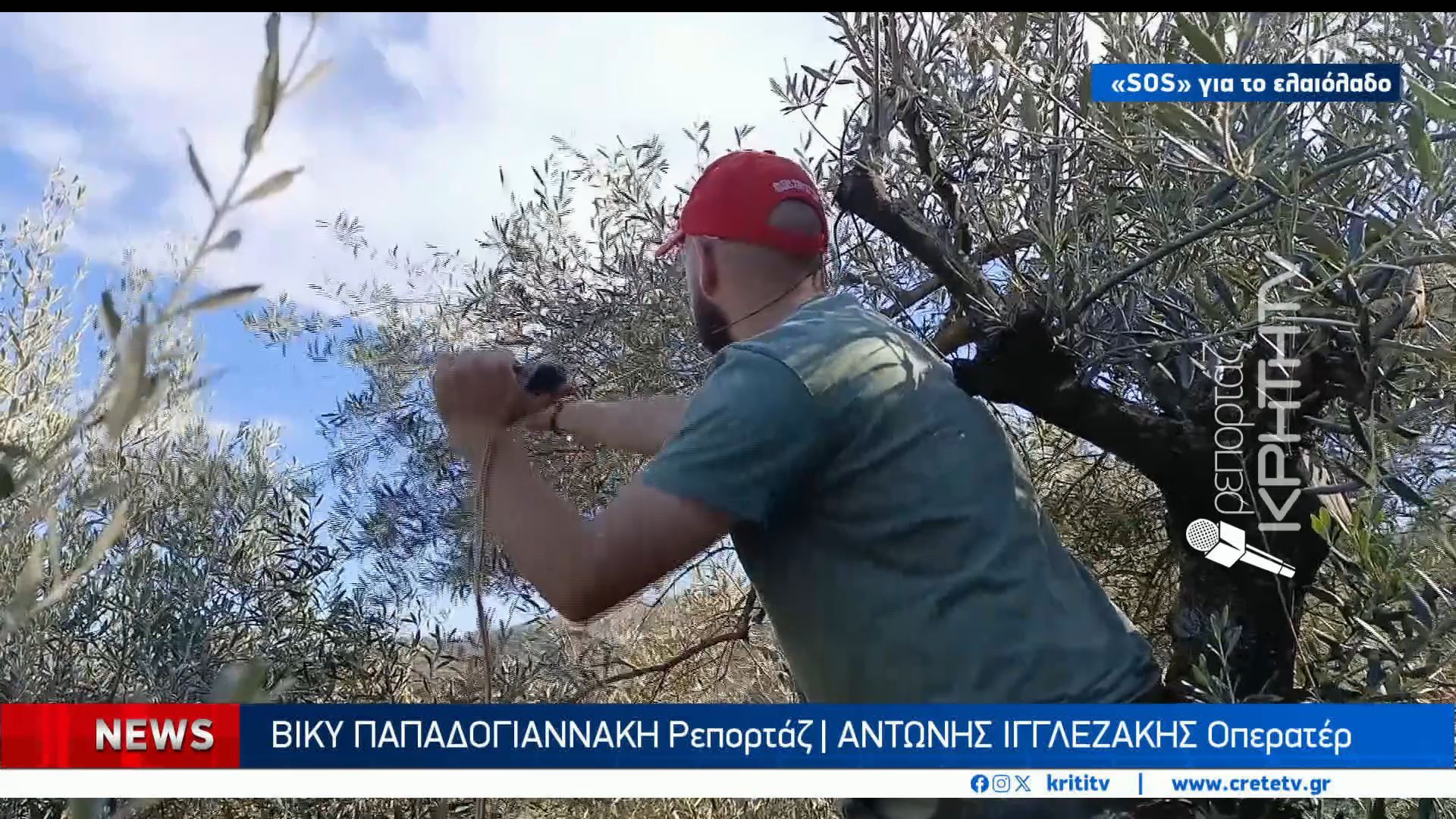 Ελαιόλαδο σε κρίση στην Κρήτη: Κατάρρευση παραγωγής στην Ανατολή, καλύτερη εικόνα στη Δύση