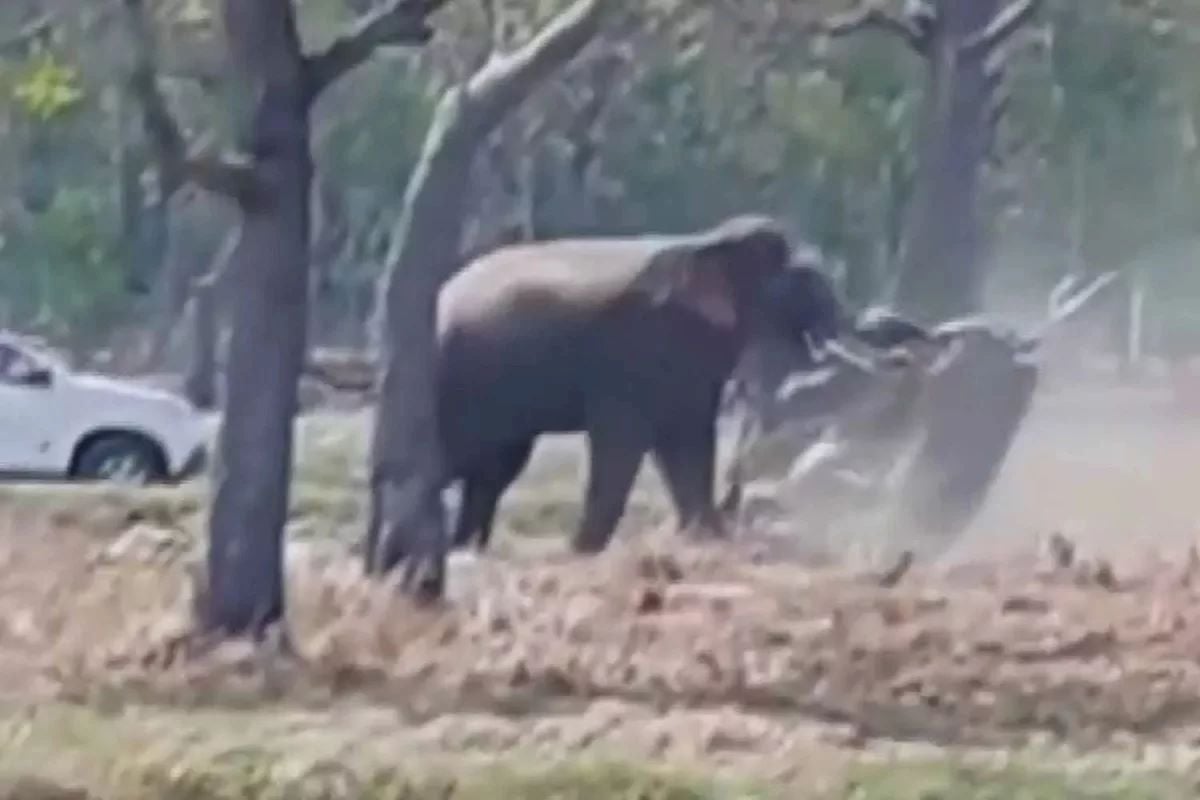Ταϊλάνδη: Ελέφαντας επιτέθηκε στον αφεντικό του λόγω πίεσης για ζευγάρωμα – Δείτε το βίντεο