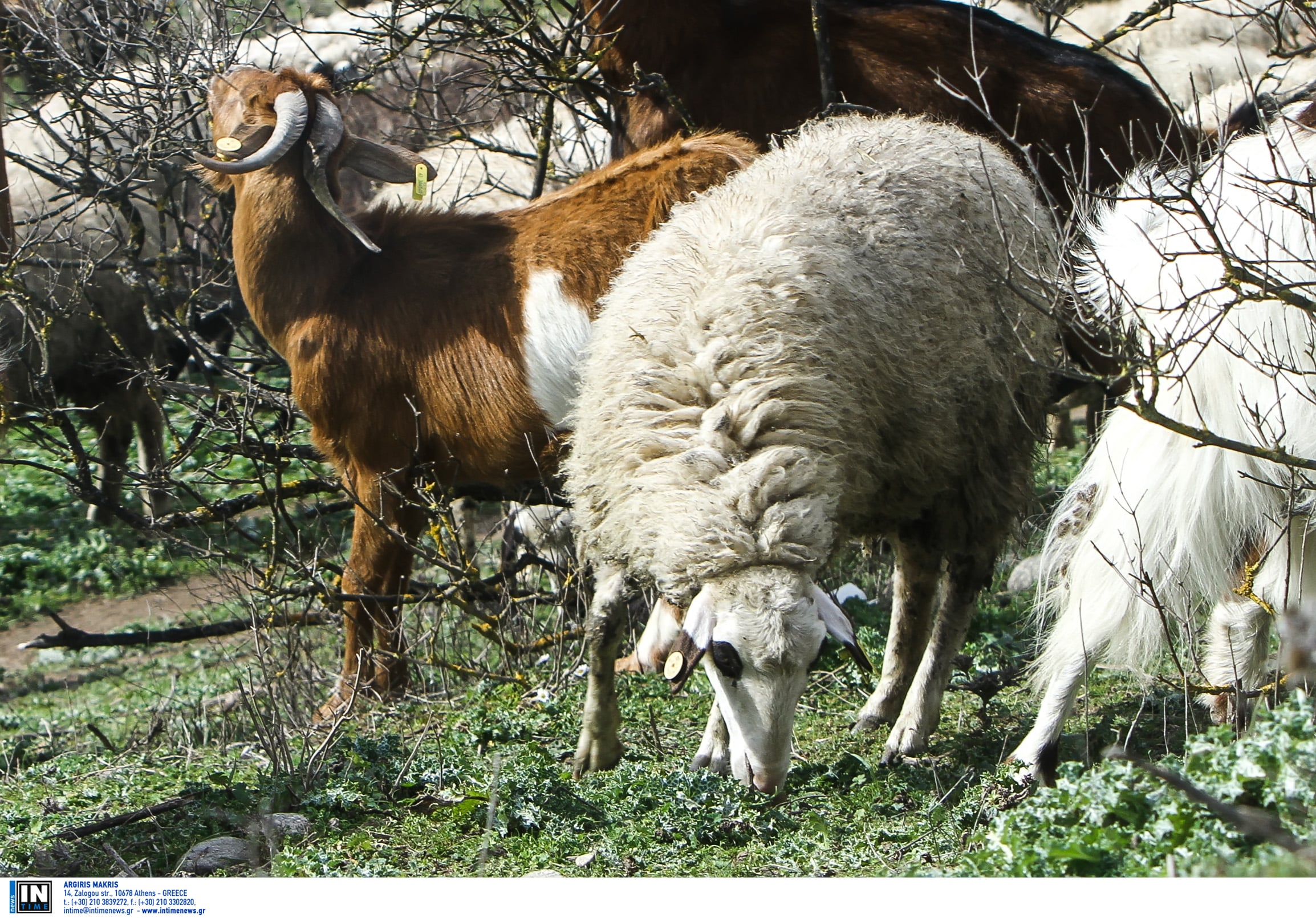 Ευλογιά αιγοπροβάτων: Ενεργοποιούνται οι ιδιώτες κτηνίατροι – Ανακοινώθηκε η ΚΥΑ