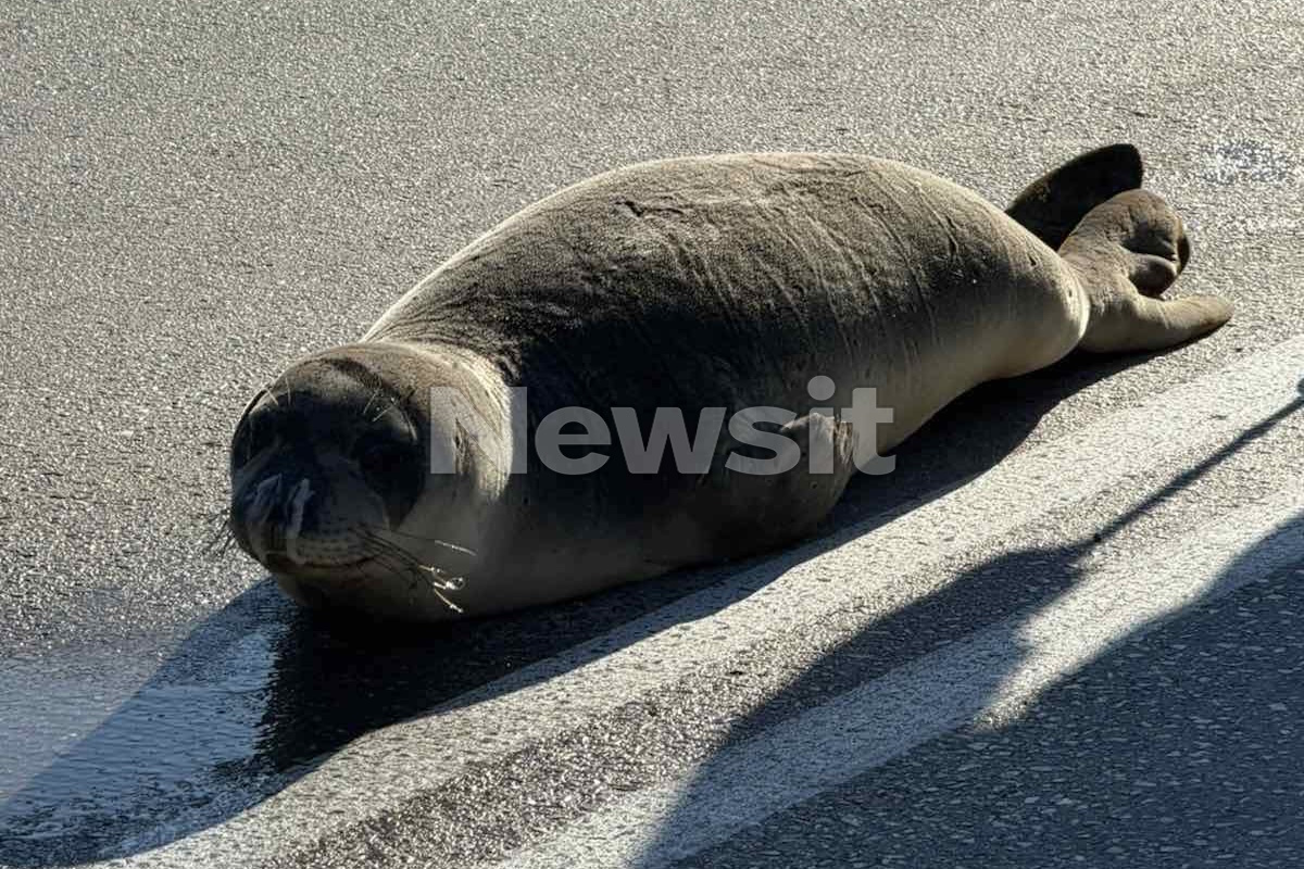 Home 53 Φθιώτιδα: Οι βόλτες της φώκιας στην Αρκίτσα και η επιστροφή της στην θάλασσα