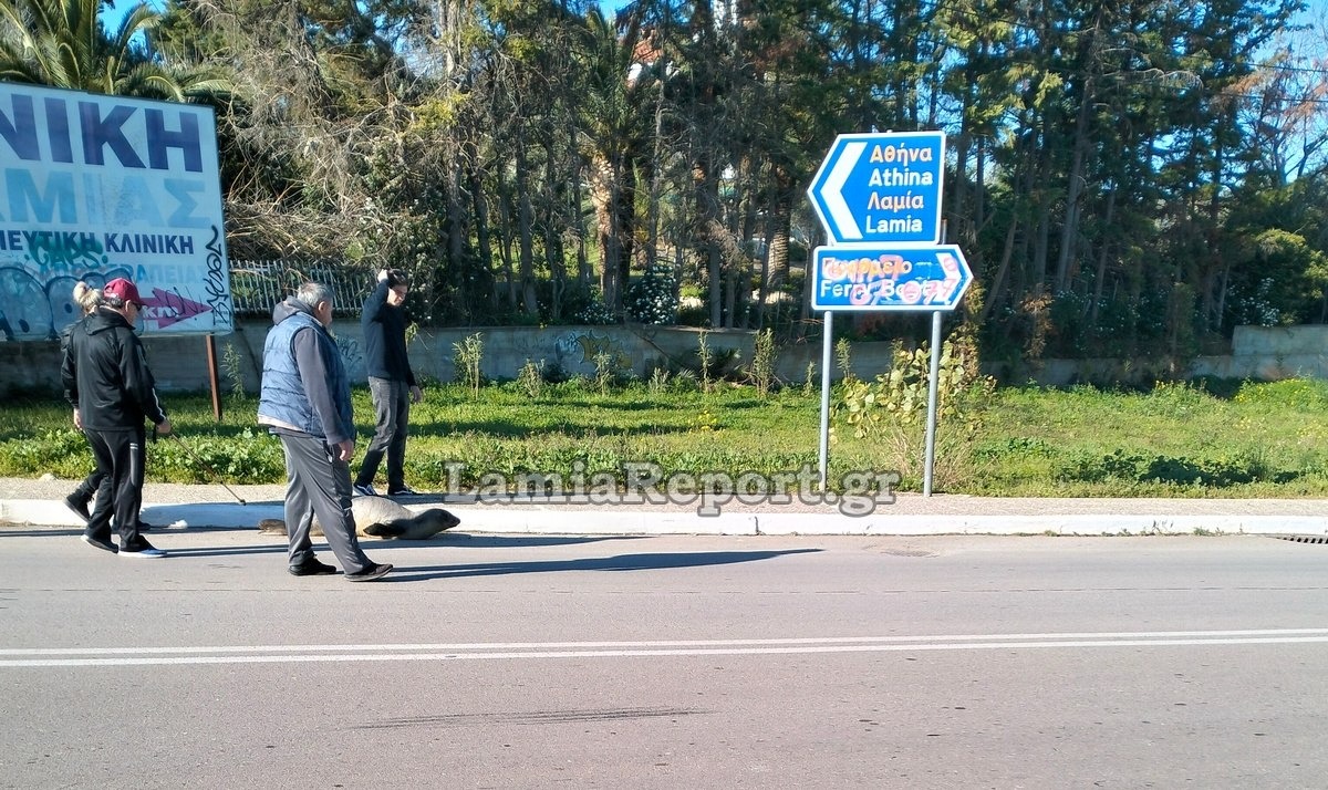 Φθιώτιδα: Ανακάλυψαν φώκια να περιπλανιέται στη μέση του δρόμου – Δείτε εικόνες 2 Φώκια