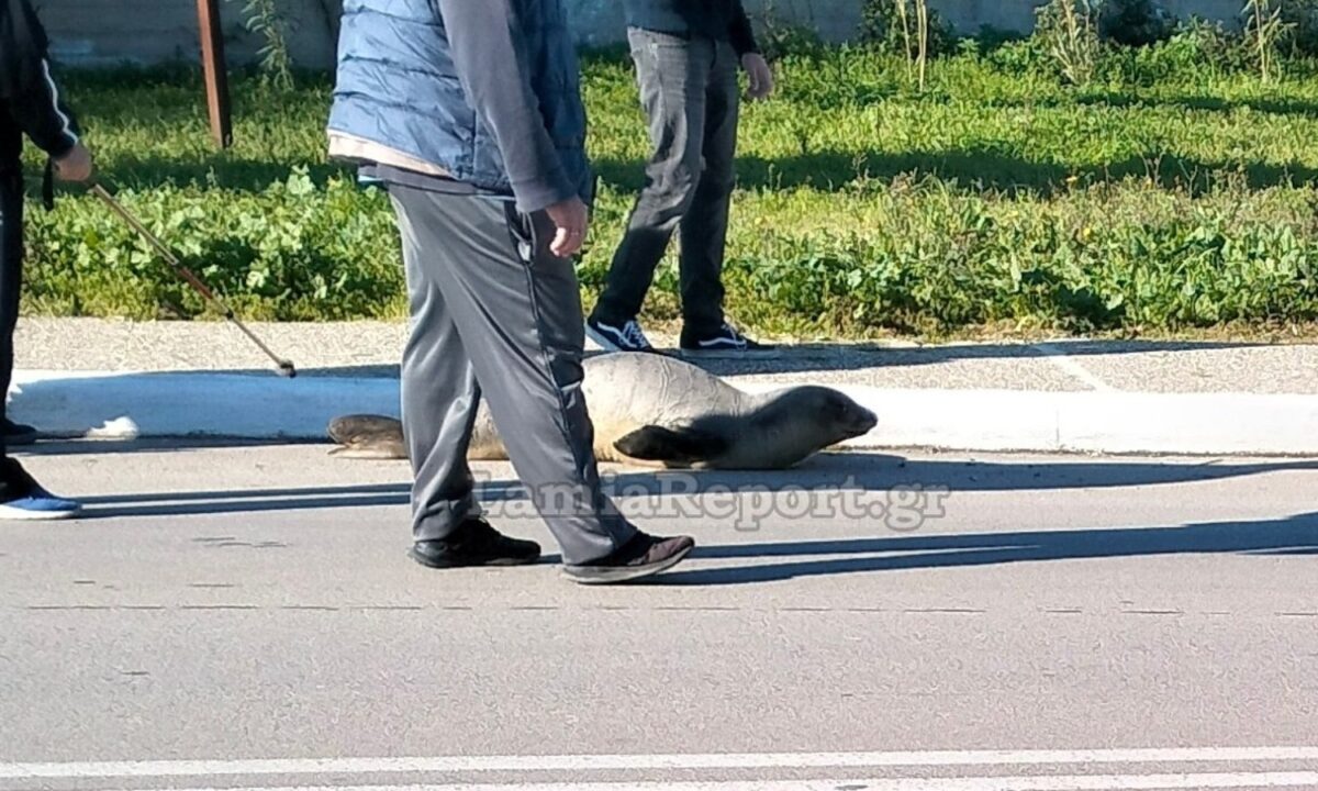 Φθιώτιδα: Ανακάλυψαν φώκια να περιπλανιέται στη μέση του δρόμου – Δείτε εικόνες