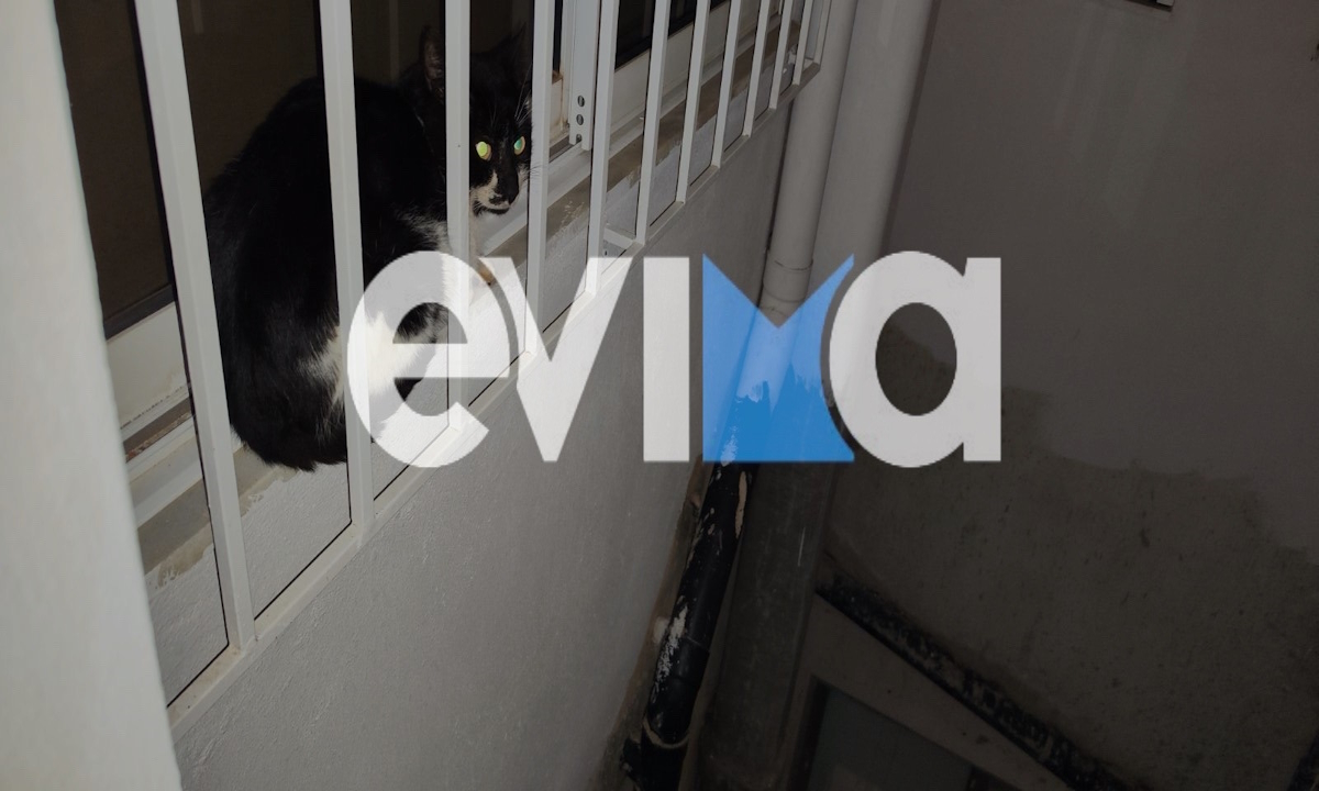 Κάρυστος: Καρέ – καρέ η απελευθέρωση γάτας που εγκλωβίστηκε στον ακάλυπτο 4ου ορόφου