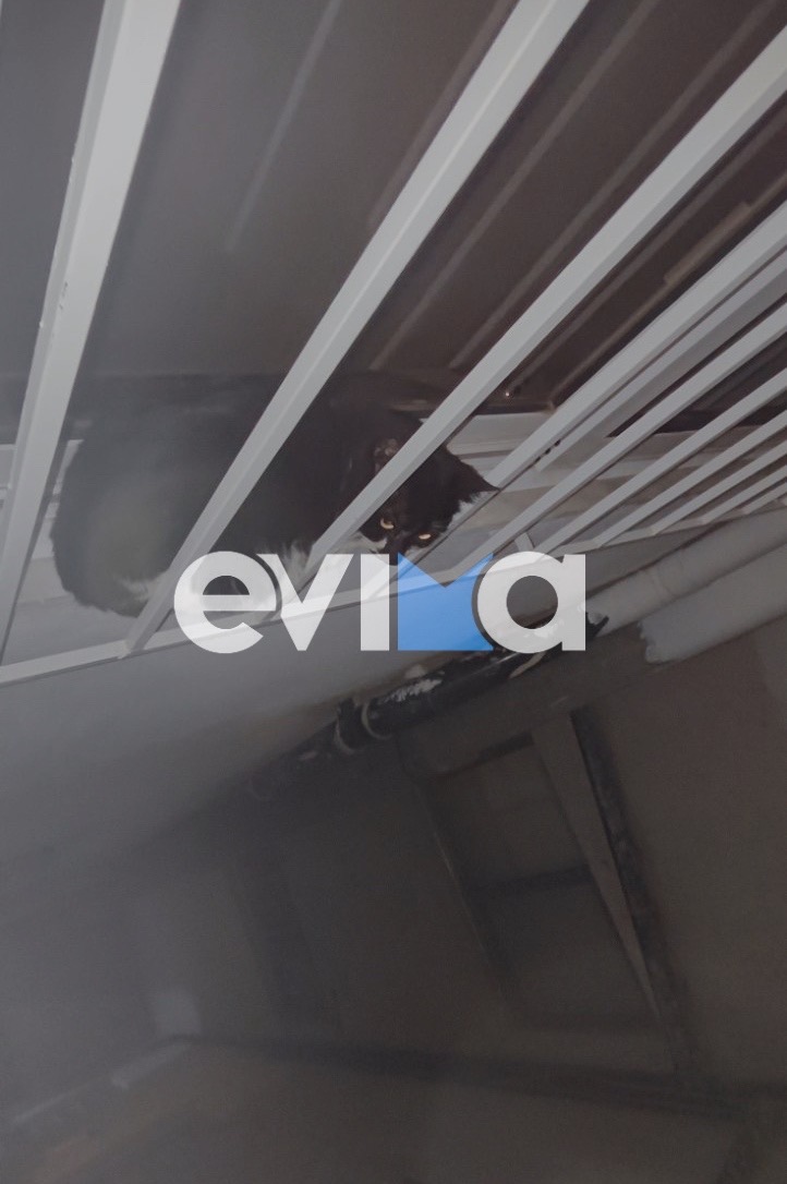 Διάσωση γάτας στην Κάρυστο