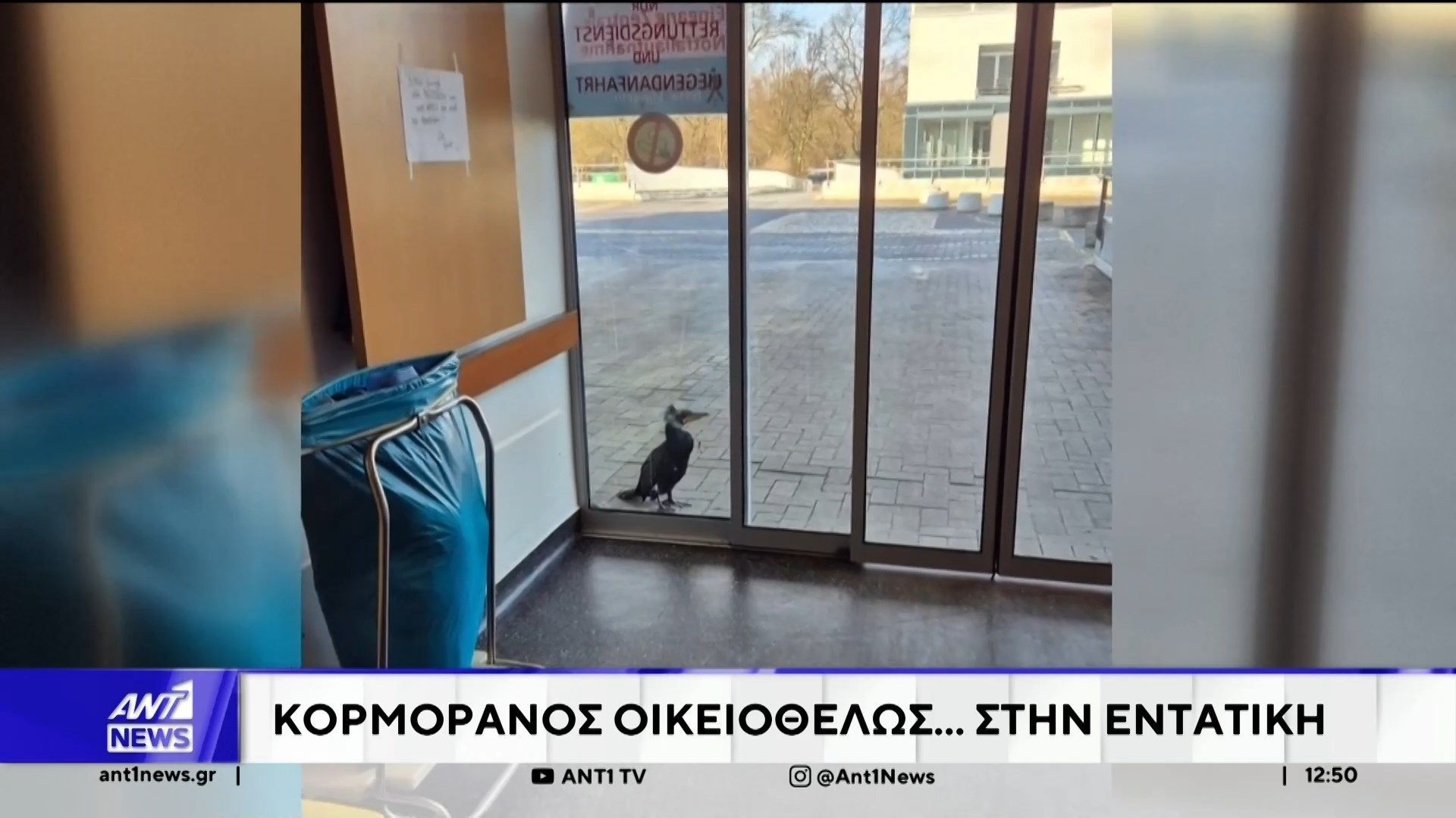 Γερμανία: Τραυματισμένος κορμοράνος ζήτησε βοήθεια από νοσοκομείο… χτυπώντας την πόρτα