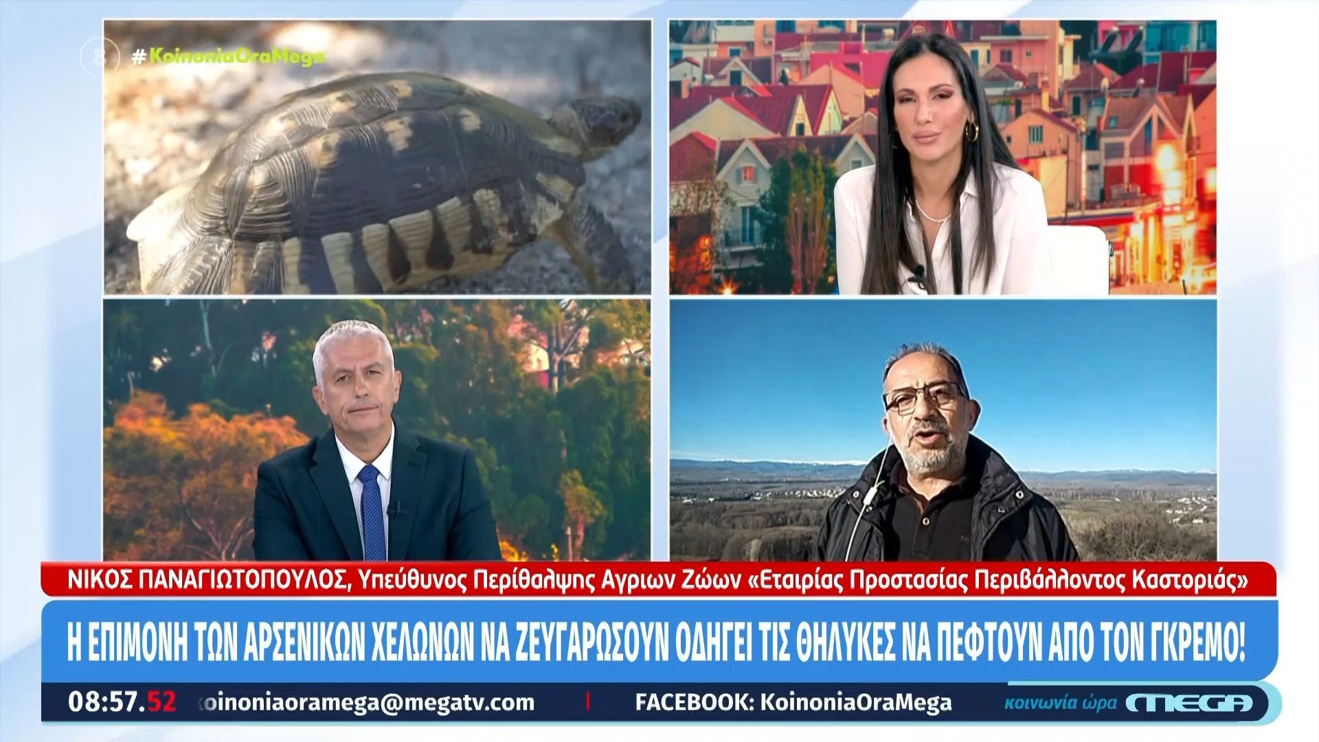 Η επιμονή των αρσενικών χελωνών για ζευγάρωμα οδηγεί τις θηλυκές να πέφτουν από τον γκρεμό