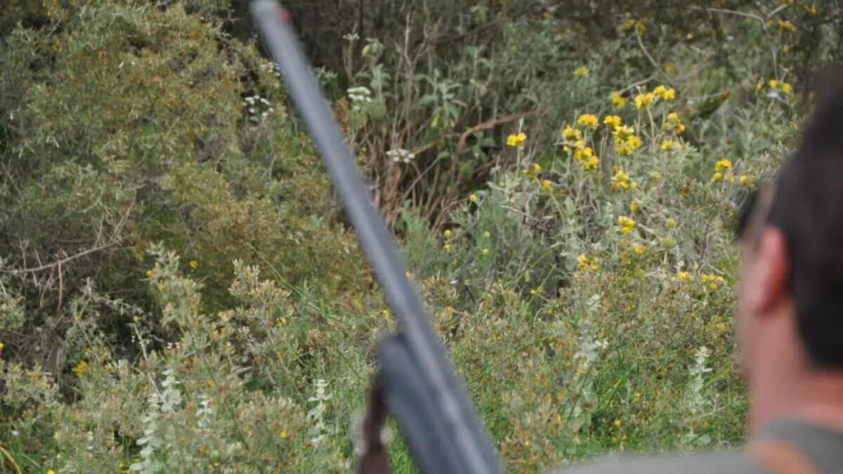 Home 59 Φθιώτιδα: Άνδρας σε μέθη πυροβόλησε και θανάτωσε κυνηγόσκυλο