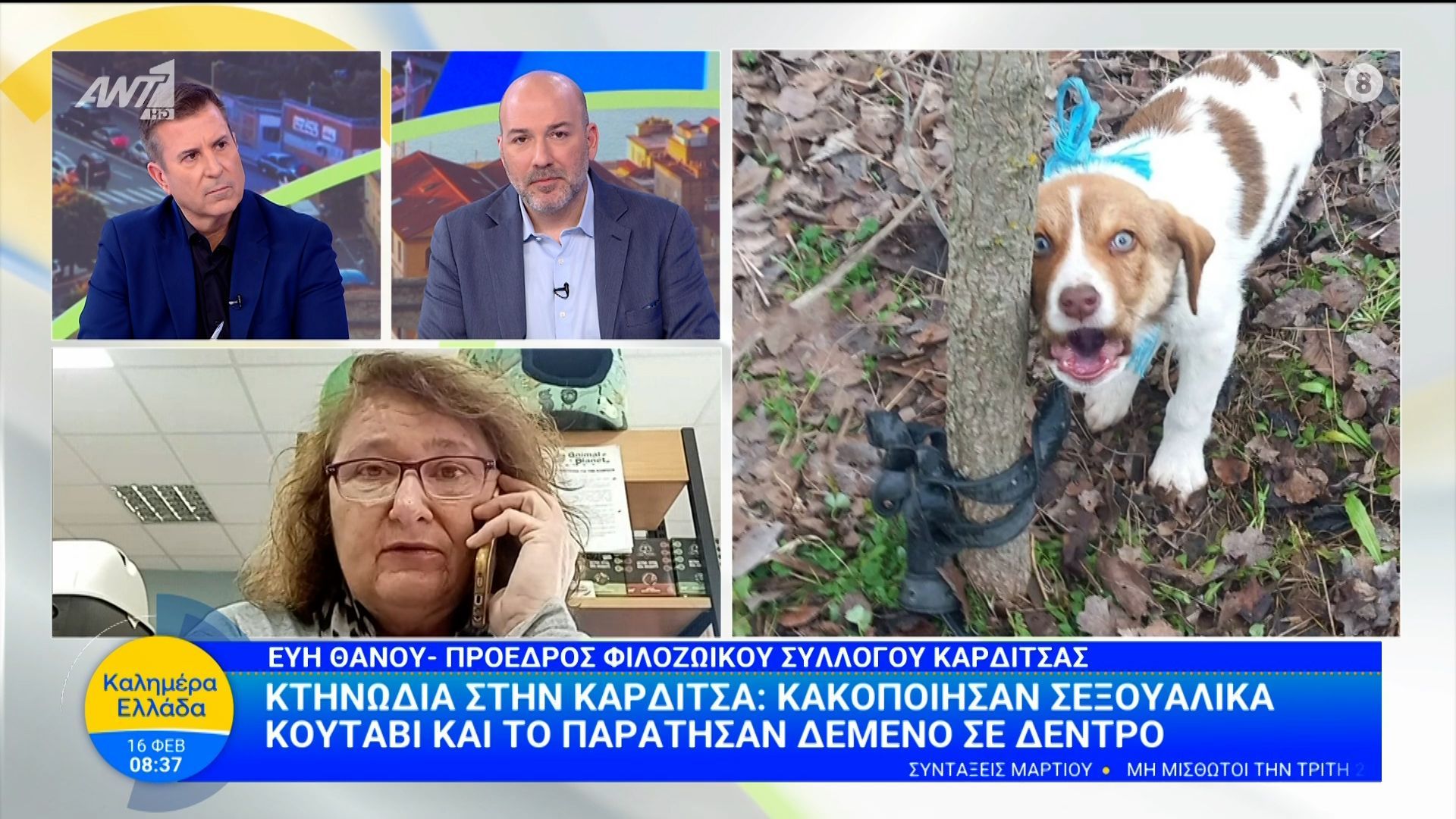 Κτηνωδία στην Καρδίτσα: Κακοποίησαν σεξουαλικά κουτάβι και το παράτησαν δεμένο σε δέντρο – Καλημέρα Ελλάδα – 16/02/2026