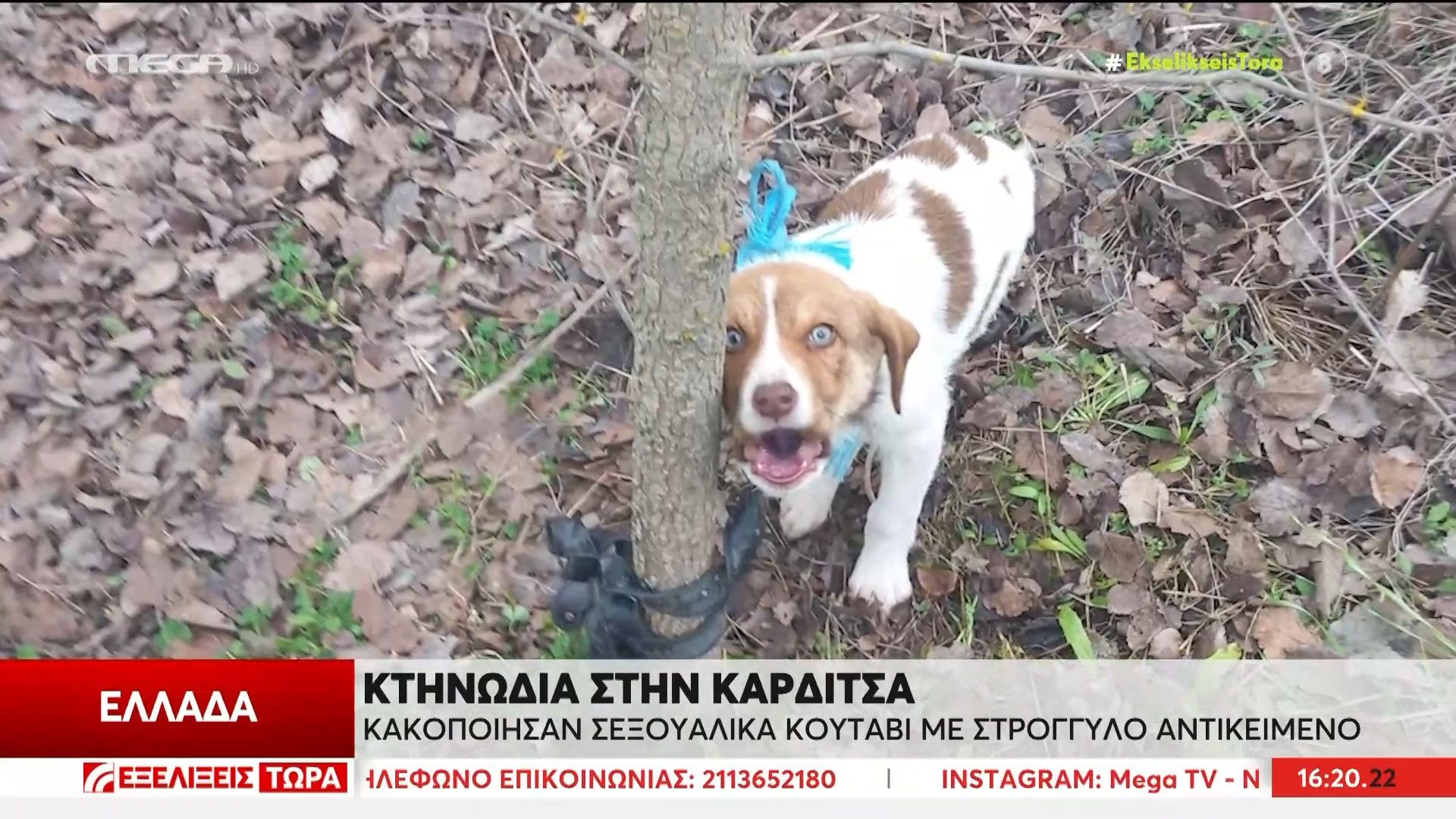Κτηνωδία στην Καρδίτσα: Κακοποίησαν σεξουαλικά κουτάβι