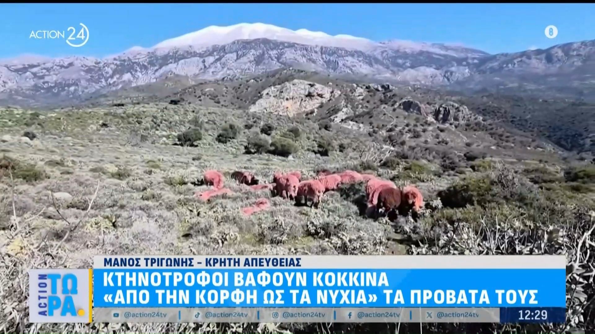 Κτηνοτρόφοι βάφουν κόκκινα τα πρόβατά τους για να τα προστατεύσουν