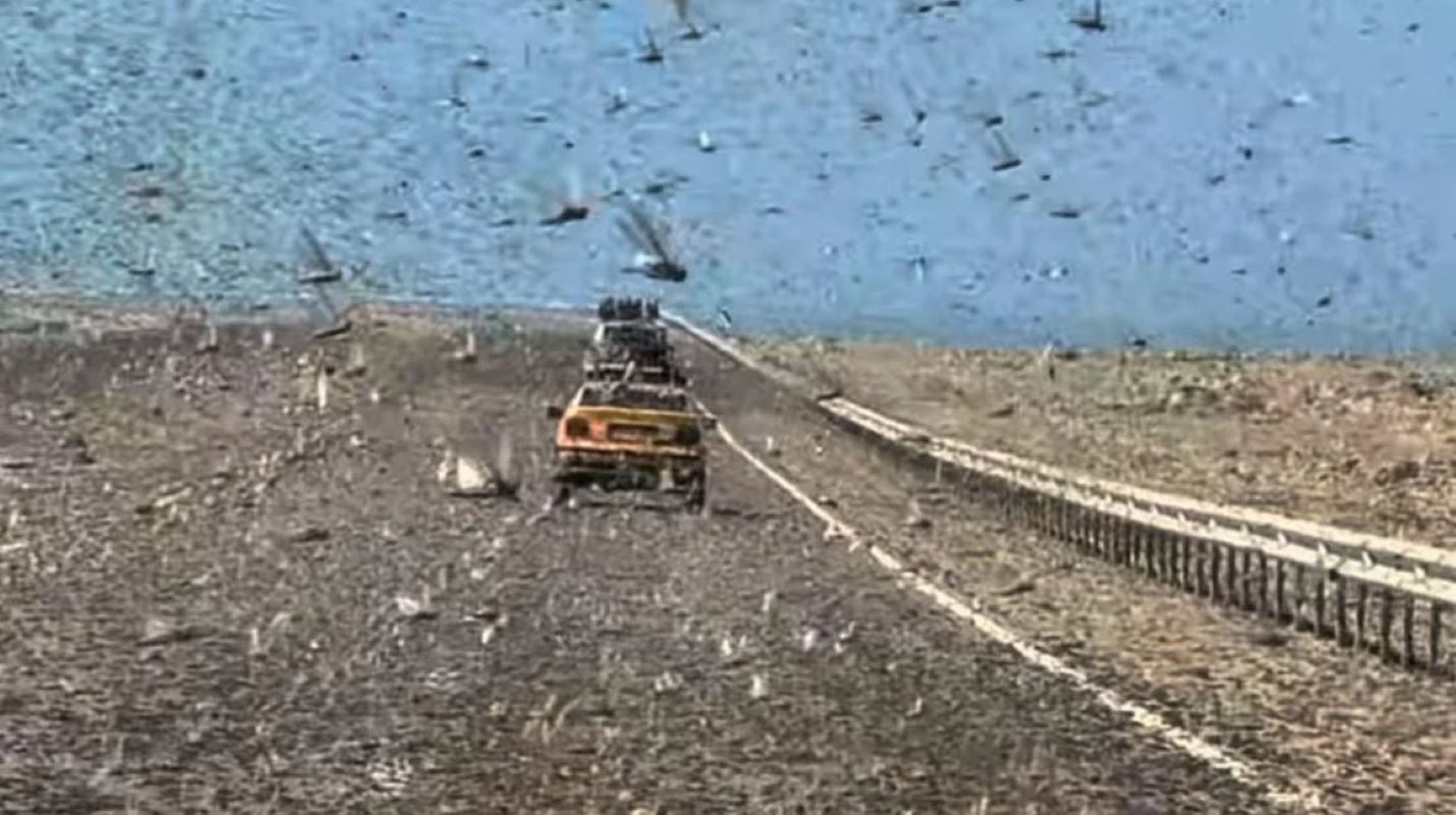 Βίντεο: Συναγερμός στα ισπανικά νησιά λόγω «σύννεφου» ακρίδων από τη Σαχάρα – Απειλή για τις καλλιέργειες