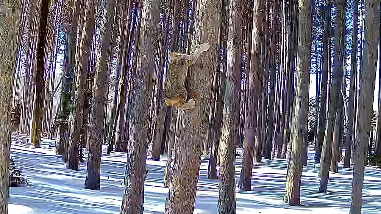 Λύγκας και νυφίτσα παίζουν… κυνηγητό σε χιονισμένο δάσος