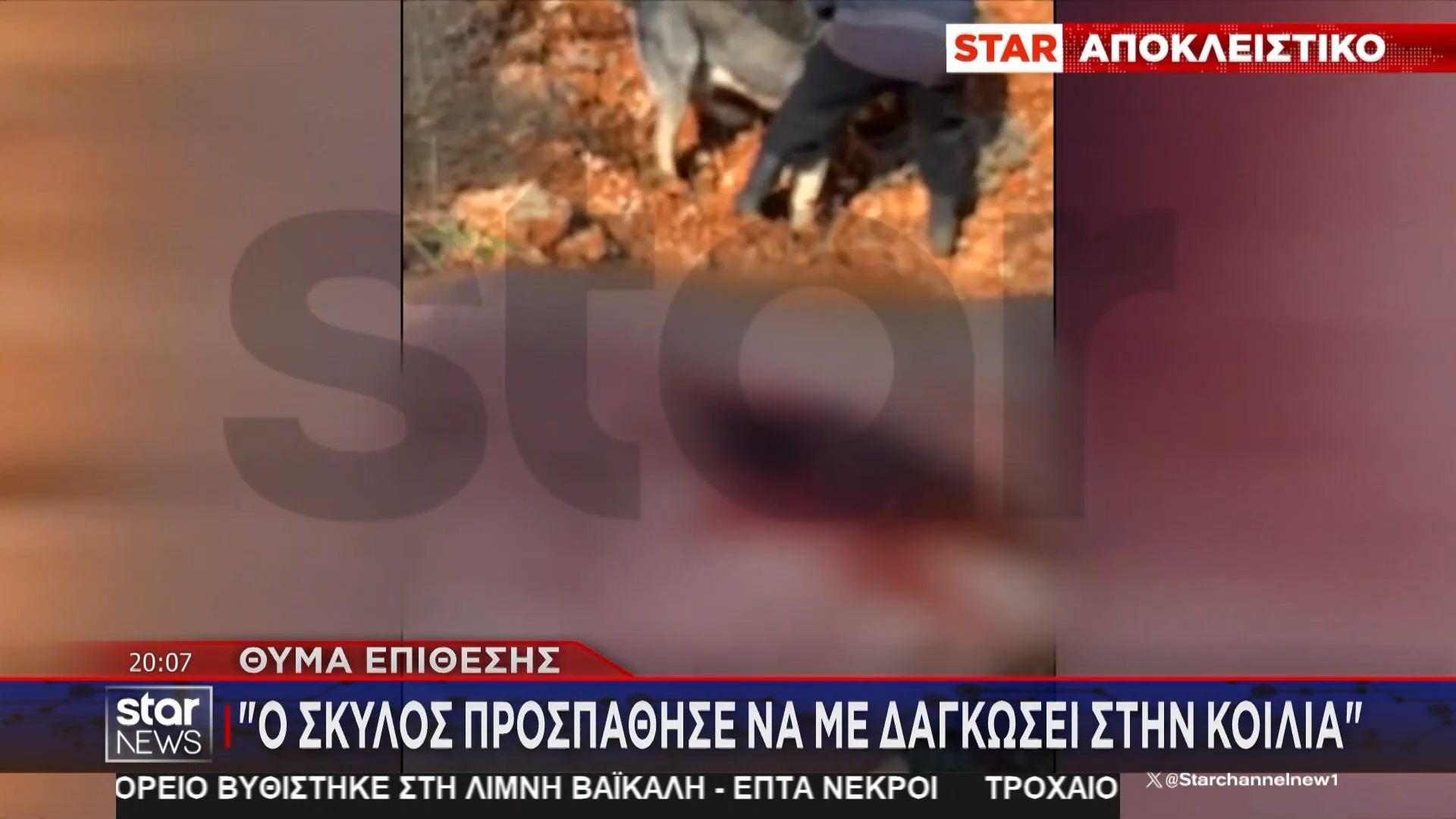 Μαγούλα: Η στιγμή επίθεσης τσοπανόσκυλου σε άντρα – «Με δάγκωνε σε όλο το σώμα»