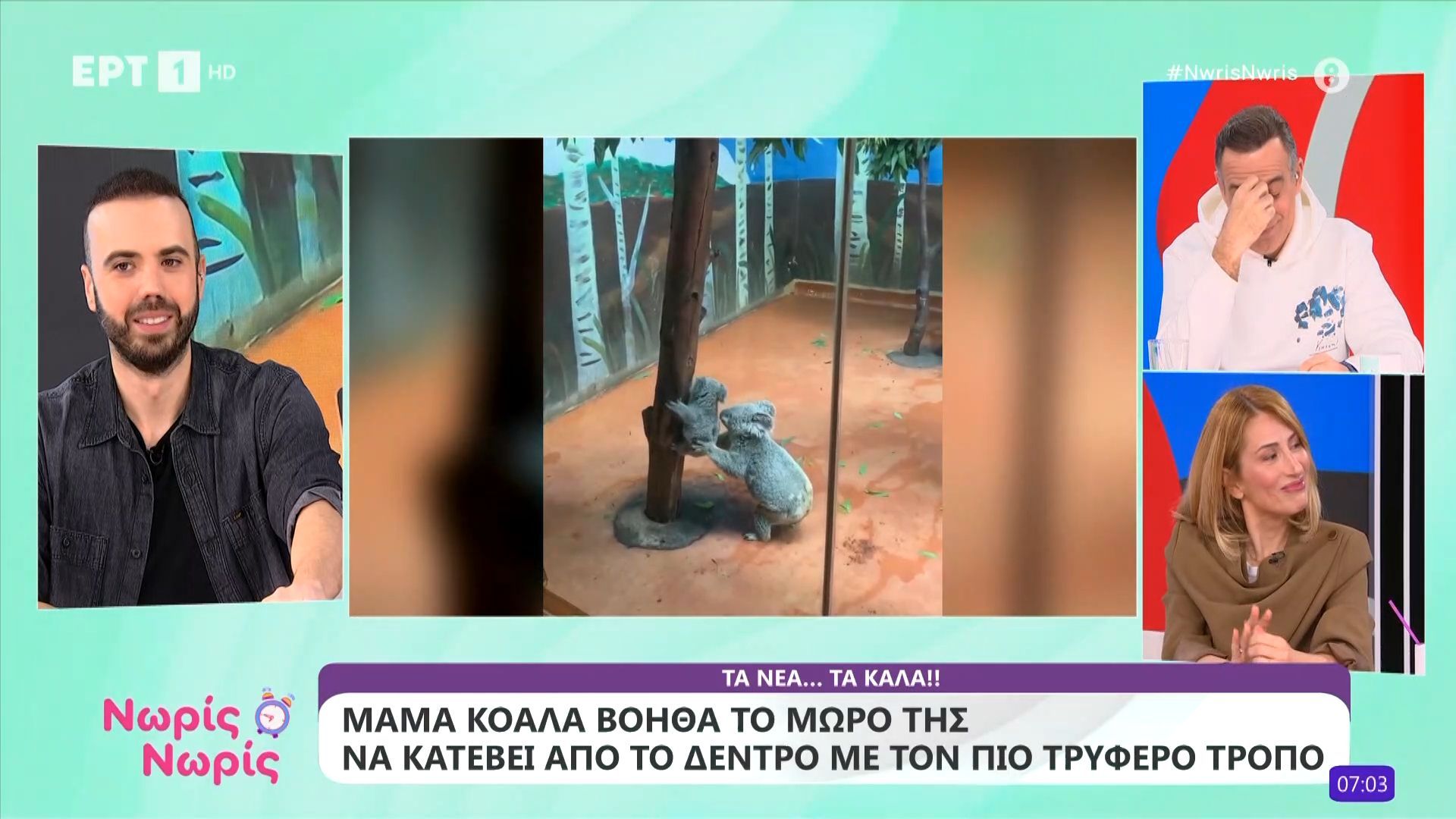 Μαμά κοάλα βοηθάει το μικρό της να κατέβει από το δέντρο με τον πιο τρυφερό τρόπο