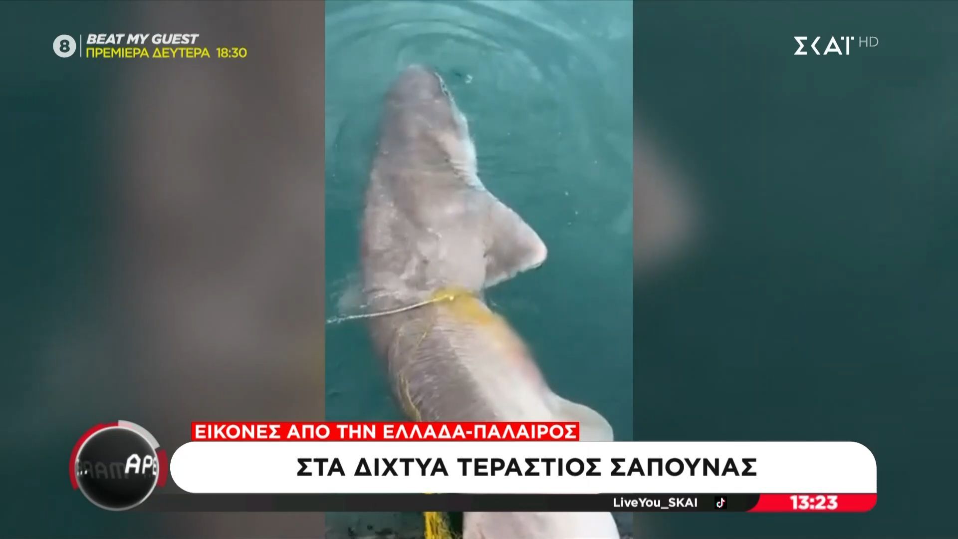 Πάλαιρος: Πιάστηκε στα δίκτυα καρχαρίας σαπουνάς