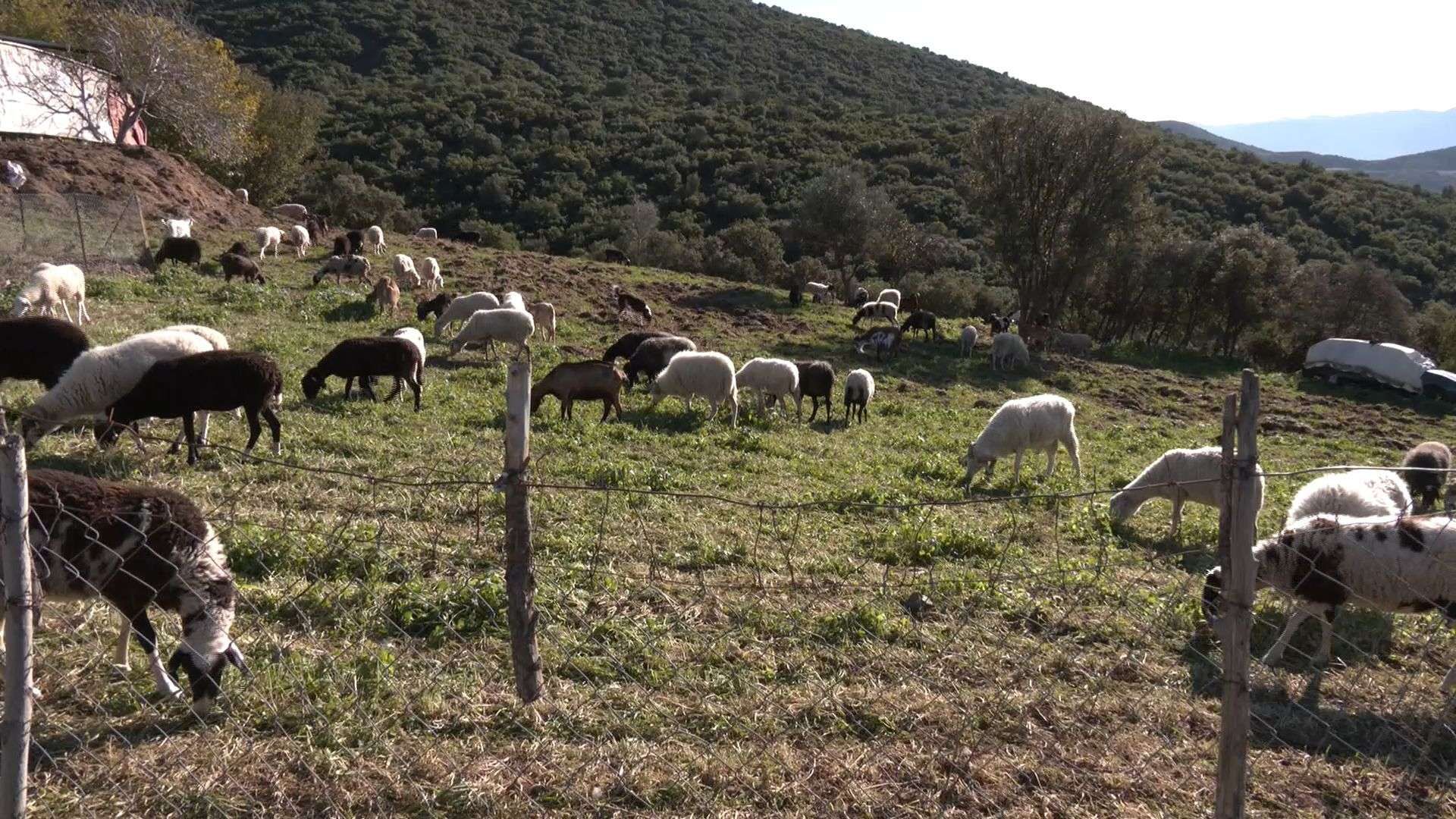 Παρατείνεται η καραντίνα για τη νόσο της Ευλογιάς σε όλη τη χώρα