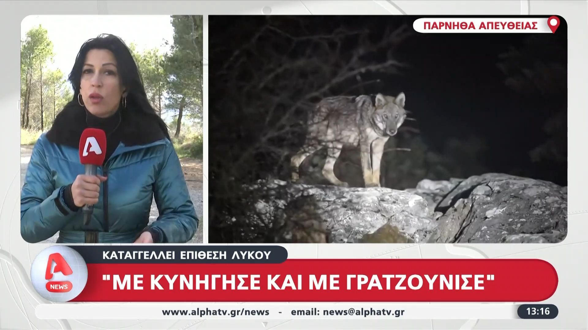 Πάρνηθα: Άνδρας καταγγέλει επίθεση από λύκο – «Με κυνήγησε και με γρατζούνισε»