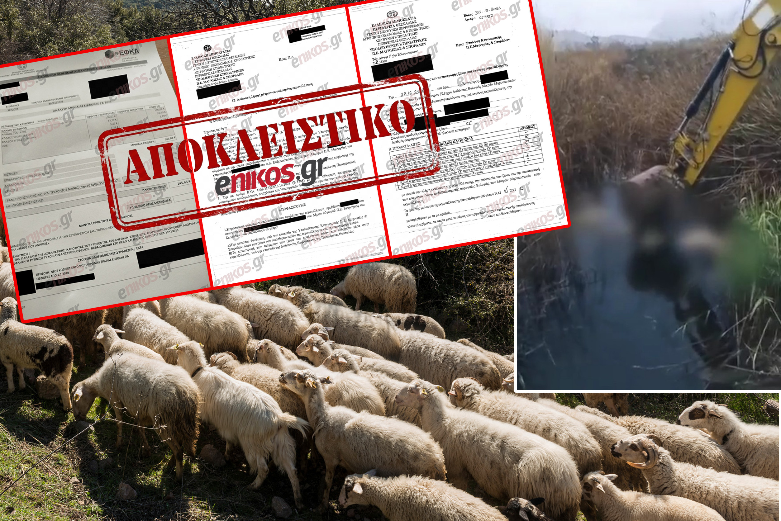 Home 75 Κτηνοτρόφοι σε αγωνία: Καταγγελίες για μη εφαρμογή της αναστολής φόρων και εισφορών παρά τη θανάτωση των ζώων τους