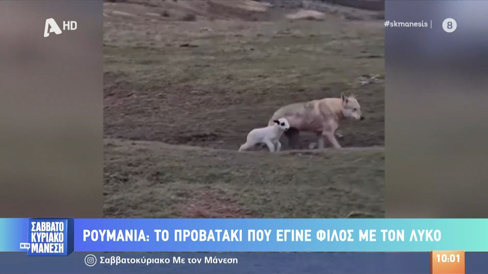 Ρουμανία: Προβατάκι έγινε φίλος με λύκο